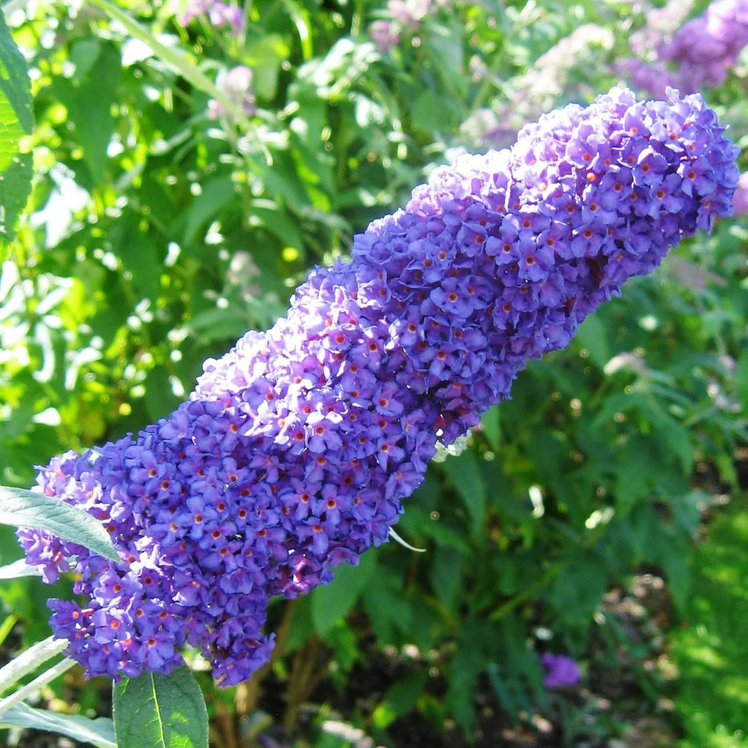YEGAOL Garden – Semillas de arbusto de mariposa morada Buddleia Davidii, fragantes, de rápido crecimiento, arbusto caducifolio, atrae mariposas,