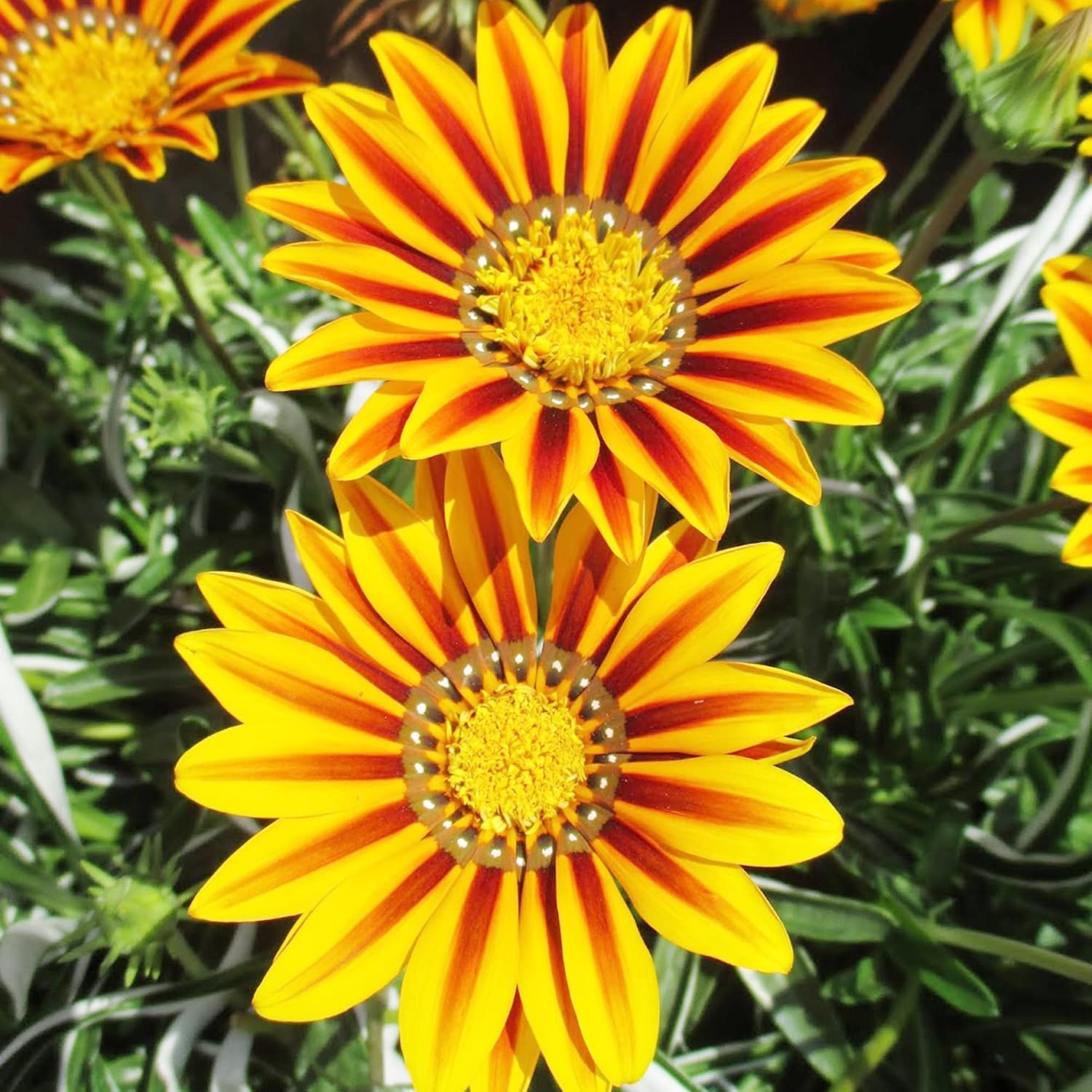 YEGAOL Garden – 100 semillas de Gazania para plantar sin OGM tolerantes a la sequía, plantas de cobertura del suelo, semillas anuales de bajo