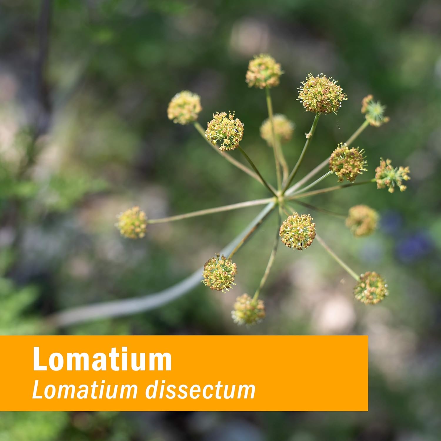 Herb Pharm Extracto líquido de Lomatium para el apoyo del sistema inmunológico – 1 onza