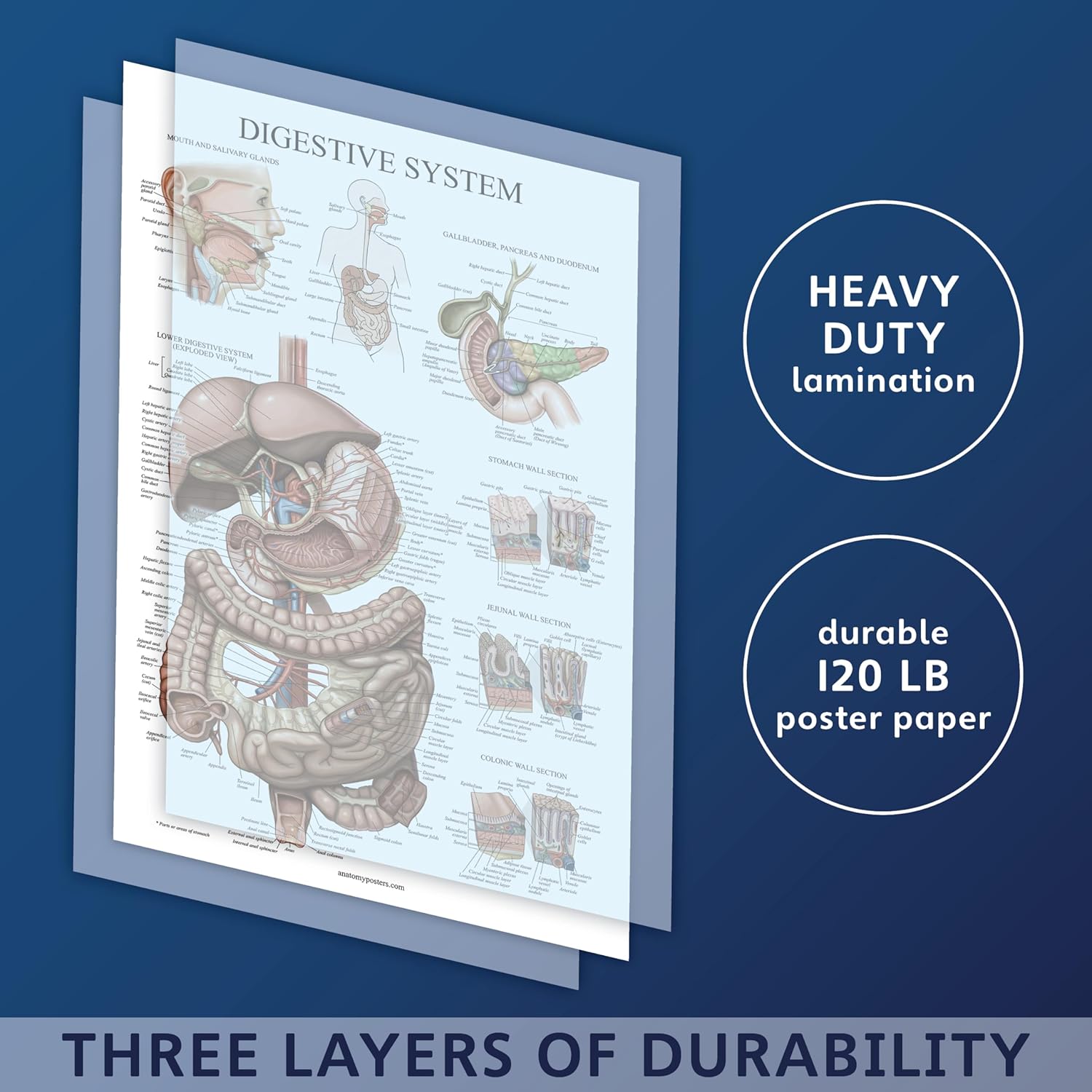 Palace Learning Cuadro anatómico laminado del sistema digestivo – Cartel de anatomía gastrointestinal 18″ x 24″
