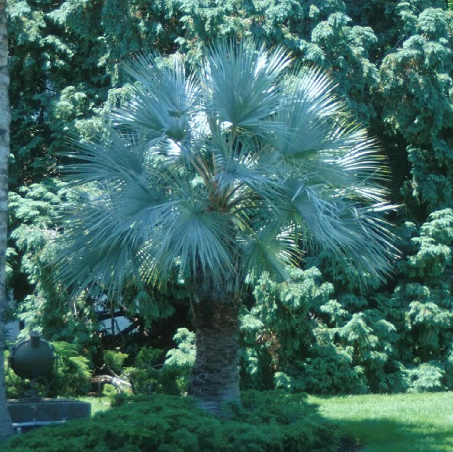 CHUXAY GARDEN Semilla de palmera de abanico azul mexicano Hesper 10 semillas Brahea Armata Árbol de hoja perenne llamativa Planta de paisajismo Gran