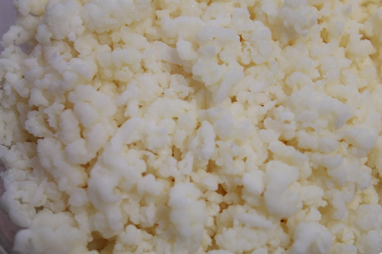 Lifetime Kefir Granos de kéfir de leche