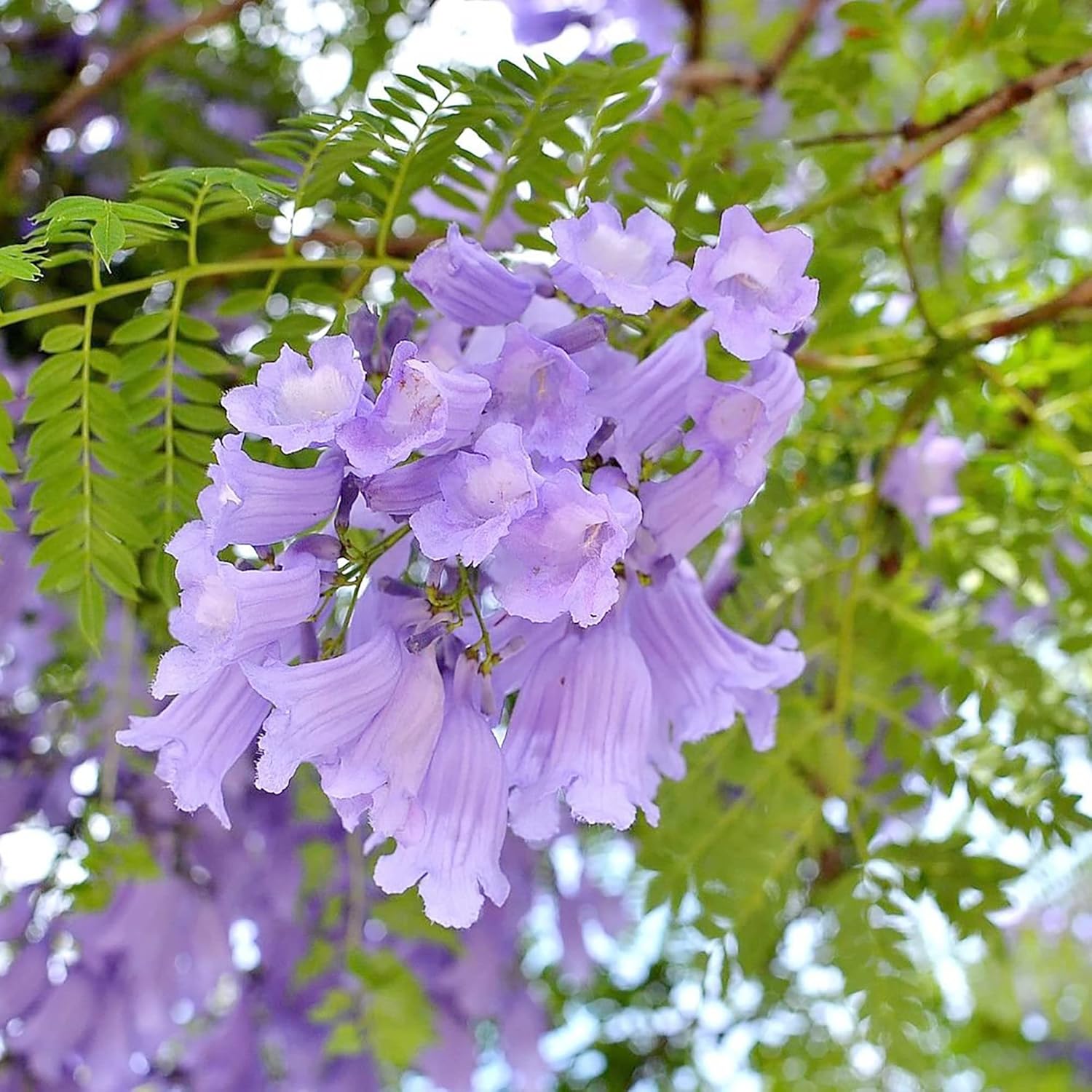 YEGAOL Garden – Semillas azules de jacaranda mimosifolia, impresionante árbol ornamental, flores azules vibrantes, tolerantes a la sequía, bajo