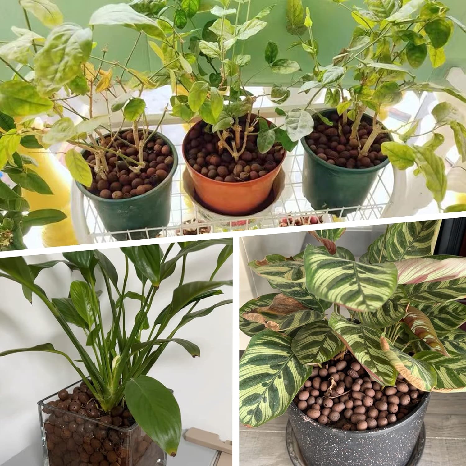 LECA – Guijarros de arcilla expandida orgánica de 5 libras, suministros hidropónicos de orquídea acuapónica para plantas de jardín de interiores y