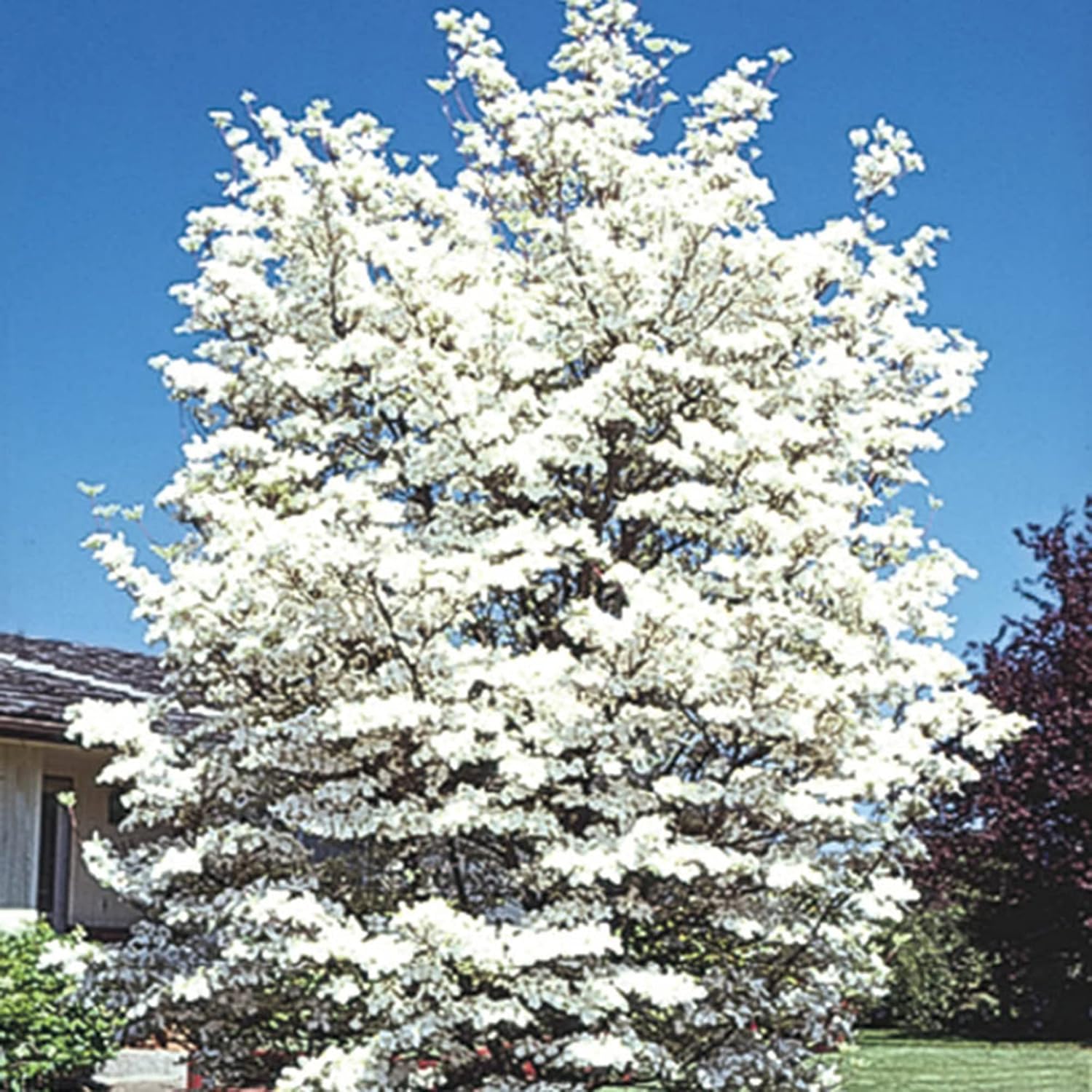 QAUZUY GARDEN 20 Cornejo blanco florecienteCornel Cornelian TreeCornus FloridaCornejo de Florida AmericanaSemillas de boj falsas llamativas y