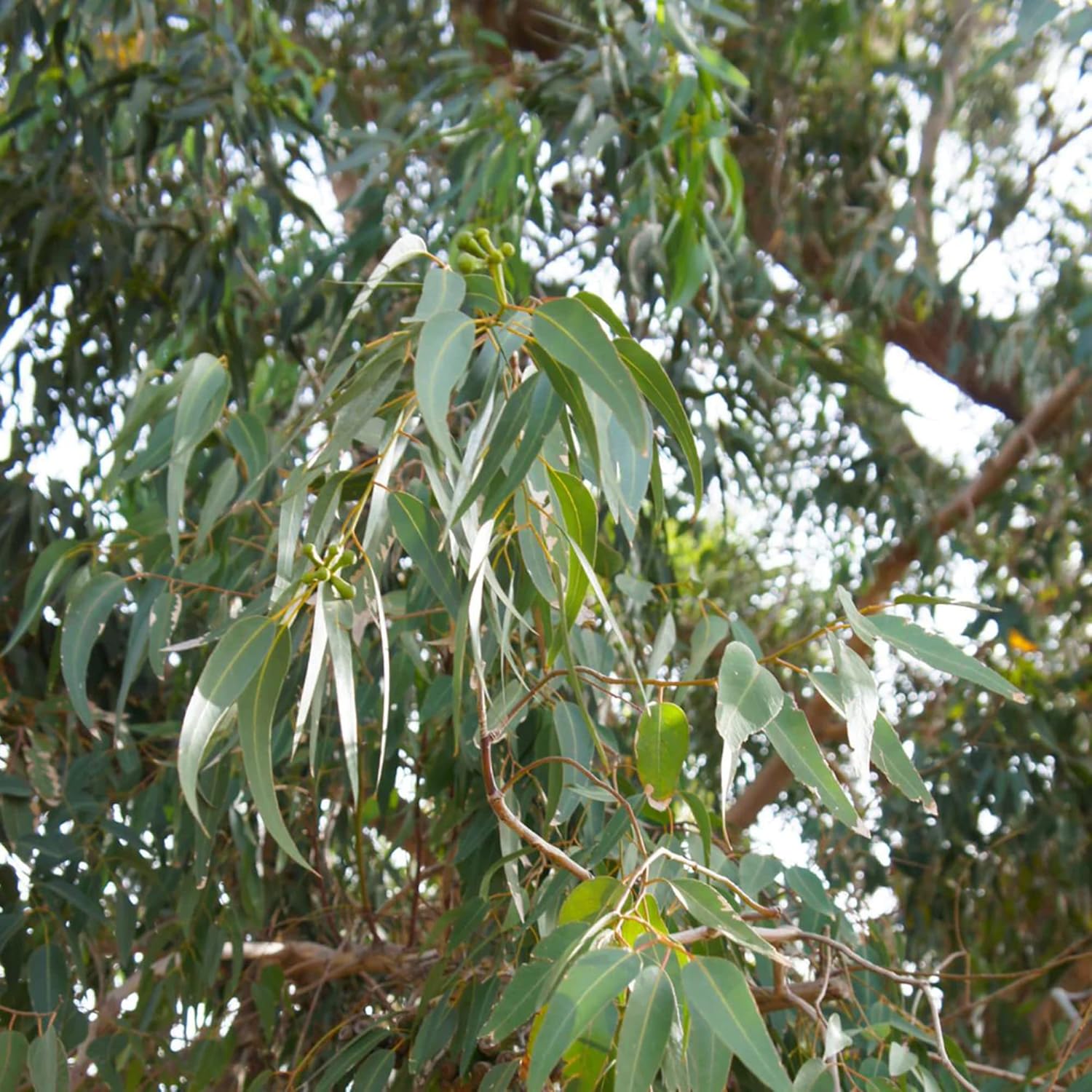 YEGAOL Garden – Semillas de Citriodora de Corymbia – Goma de mascar perfumada con aroma a limón, tolerante a la sequía, fácil de cultivar y cuidar,