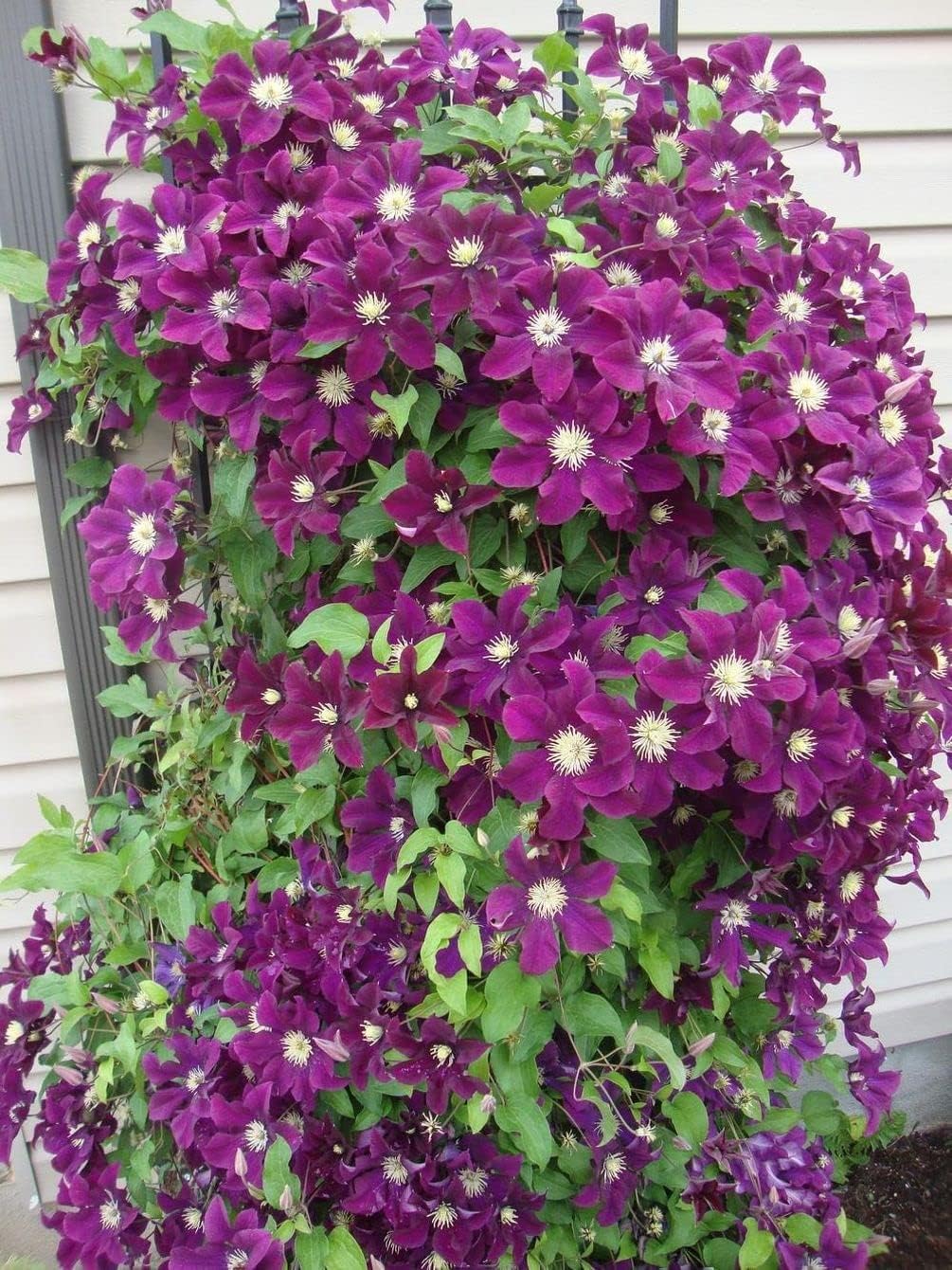 20 piezas de semillas mixtas de clemátide de flores de vid perennes