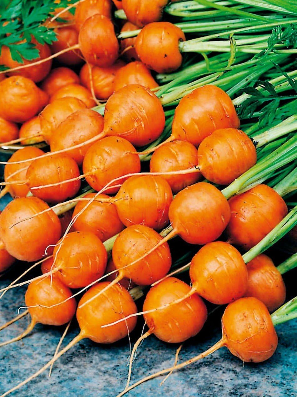 Semillas Sweet Zanahoria Mercado París Rojo Vegetal Heirloom para plantar sin OMG – 1000 semillas