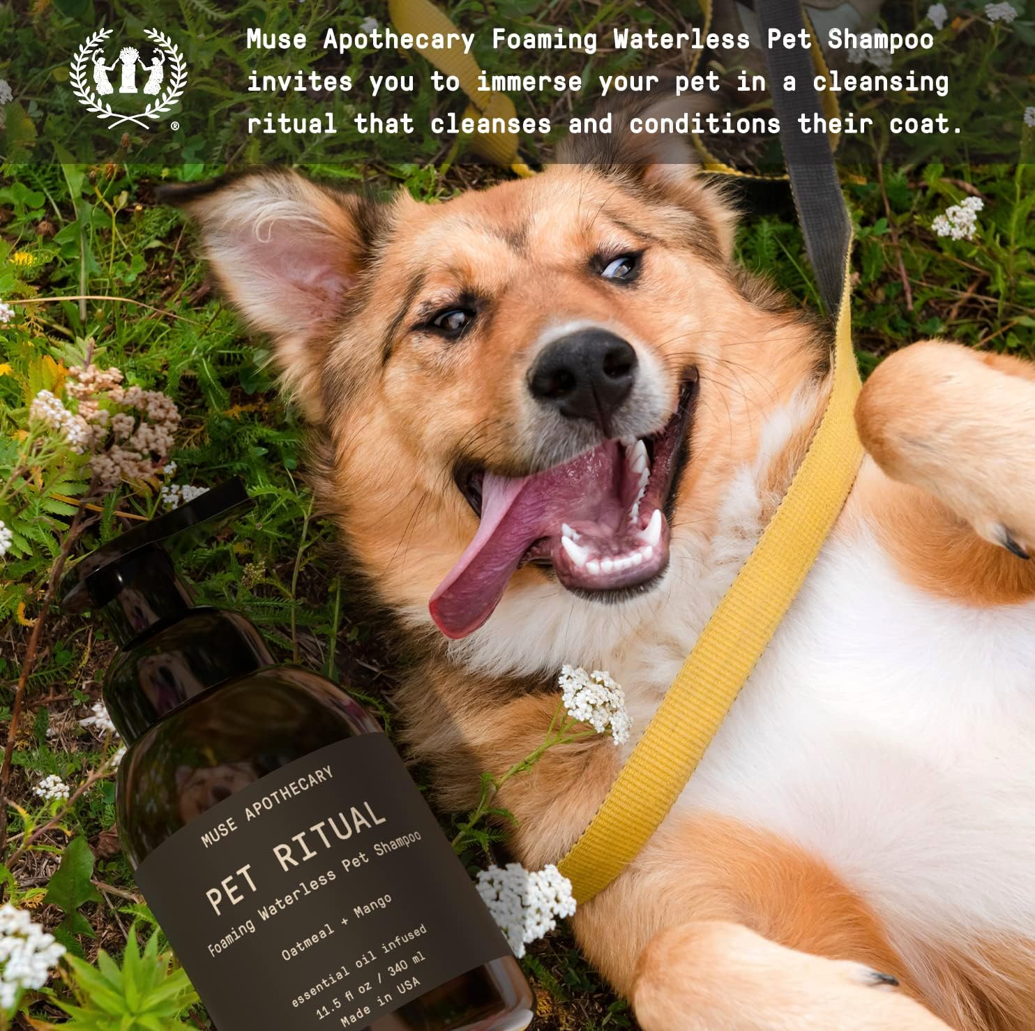 Muse Apothecary Pet Ritual – Champú espumoso sin agua para perros, champú sin agua para perros, champú para perros sin enjuague, champú para perros
