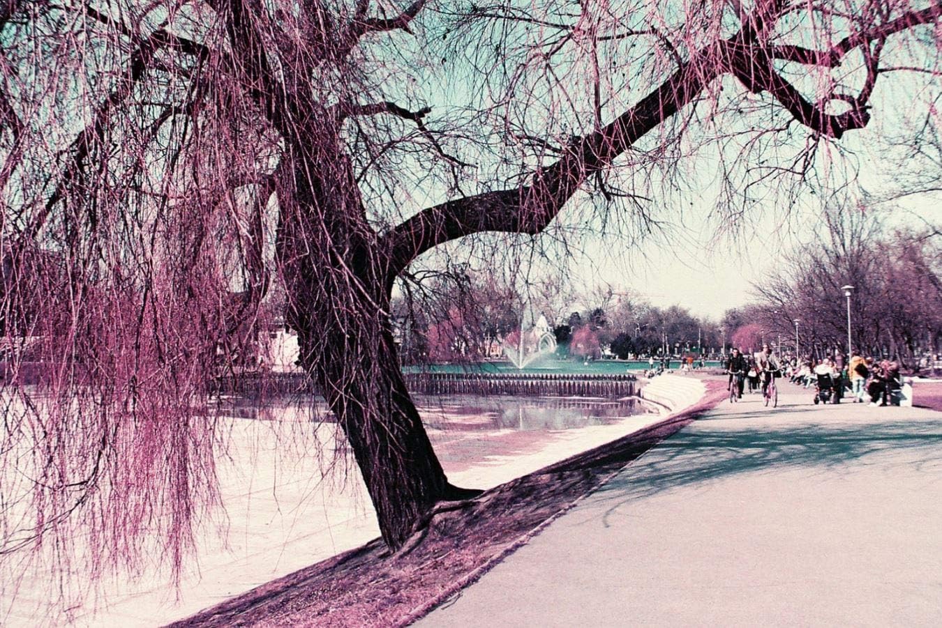 Lomochrome Púrpura 1.378 in ISO 100-400
