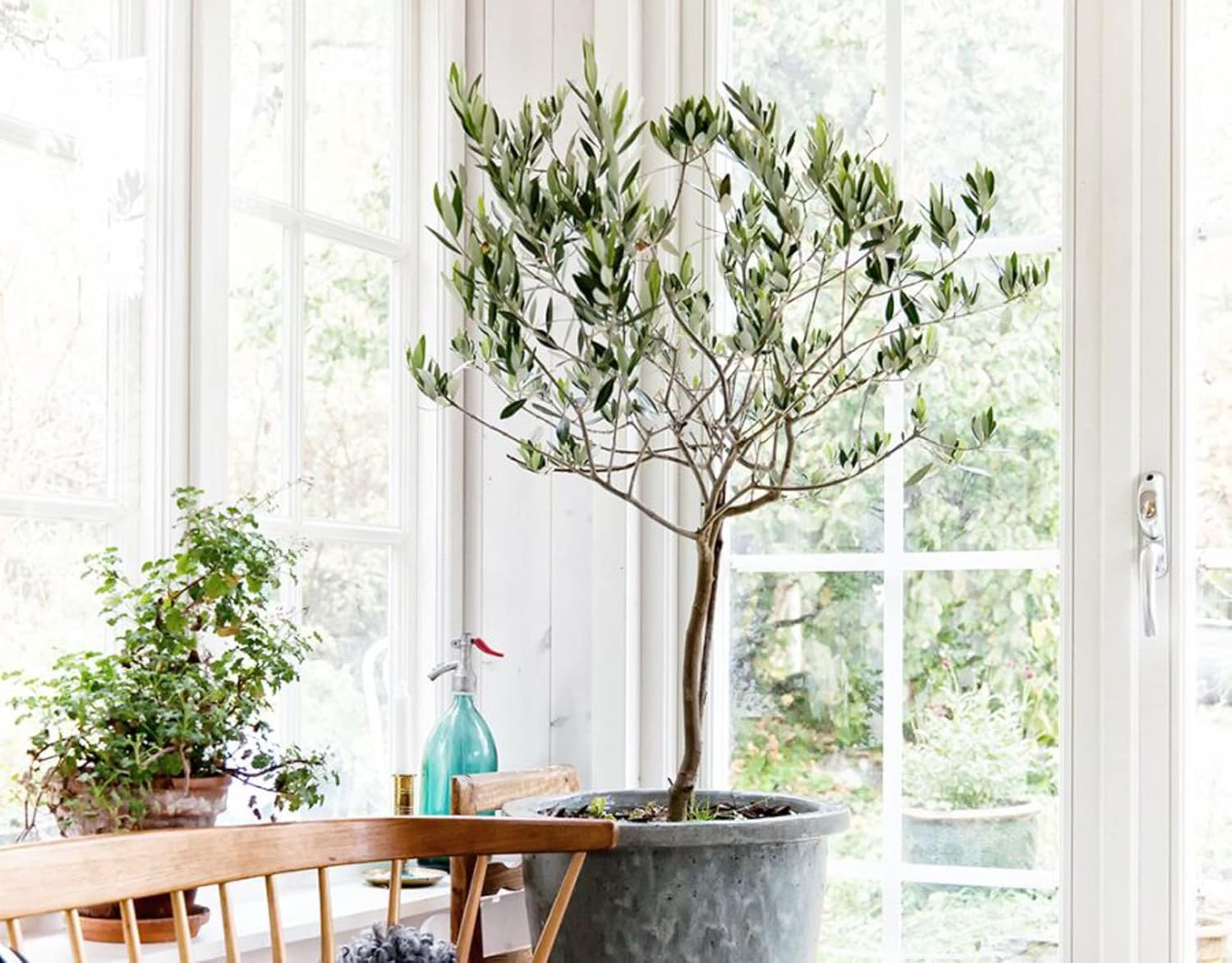 Gardenera Olive Tree – Mezcla para macetas de alta calidad, equilibrio óptimo de aire, humedad y nutrientes para árboles saludables, mezcla para