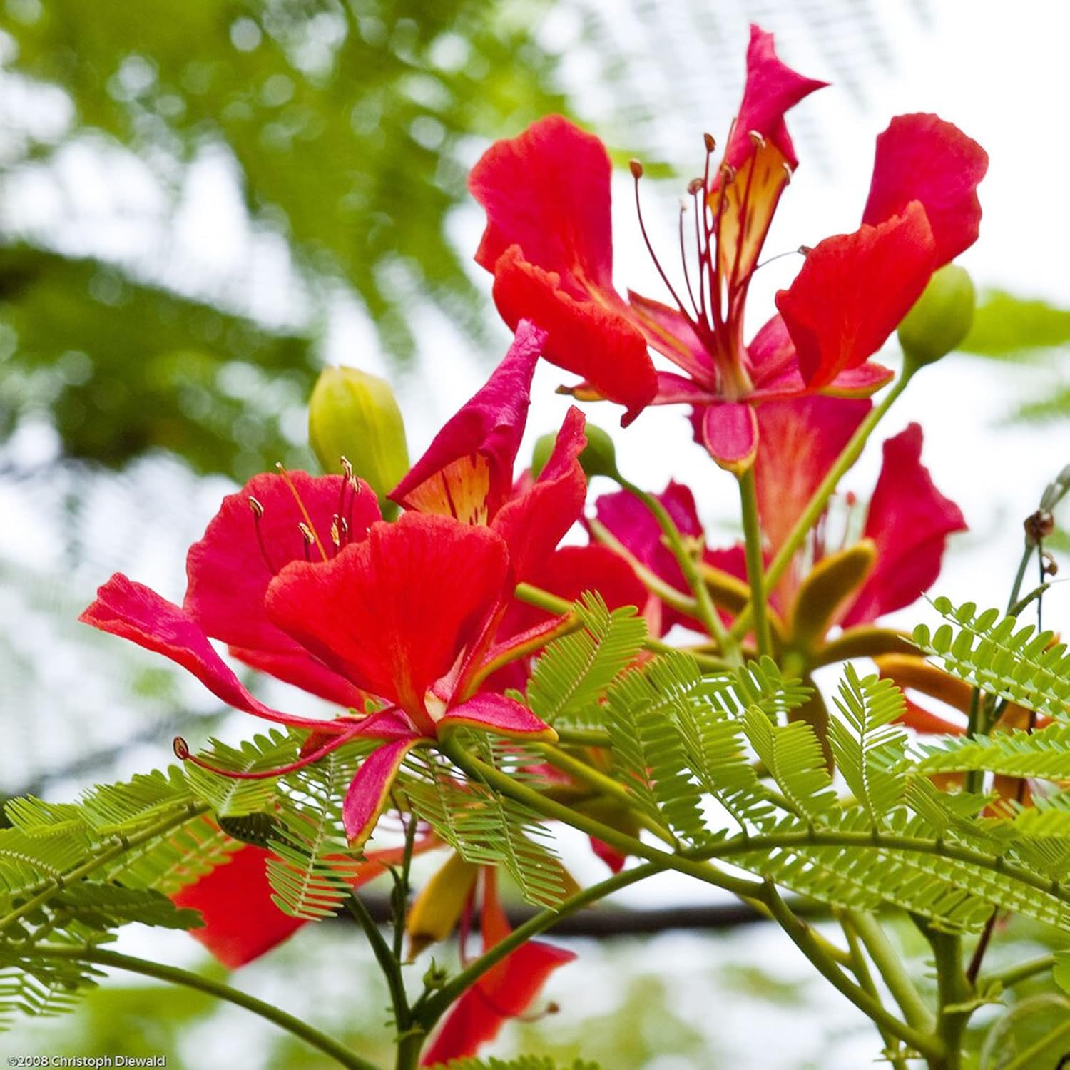 YEGAOL Garden – Semillas Royal Poinciana Delonix Regia, extravagante de bajo mantenimiento, árbol de floración tropical, vistosos parques de hoja