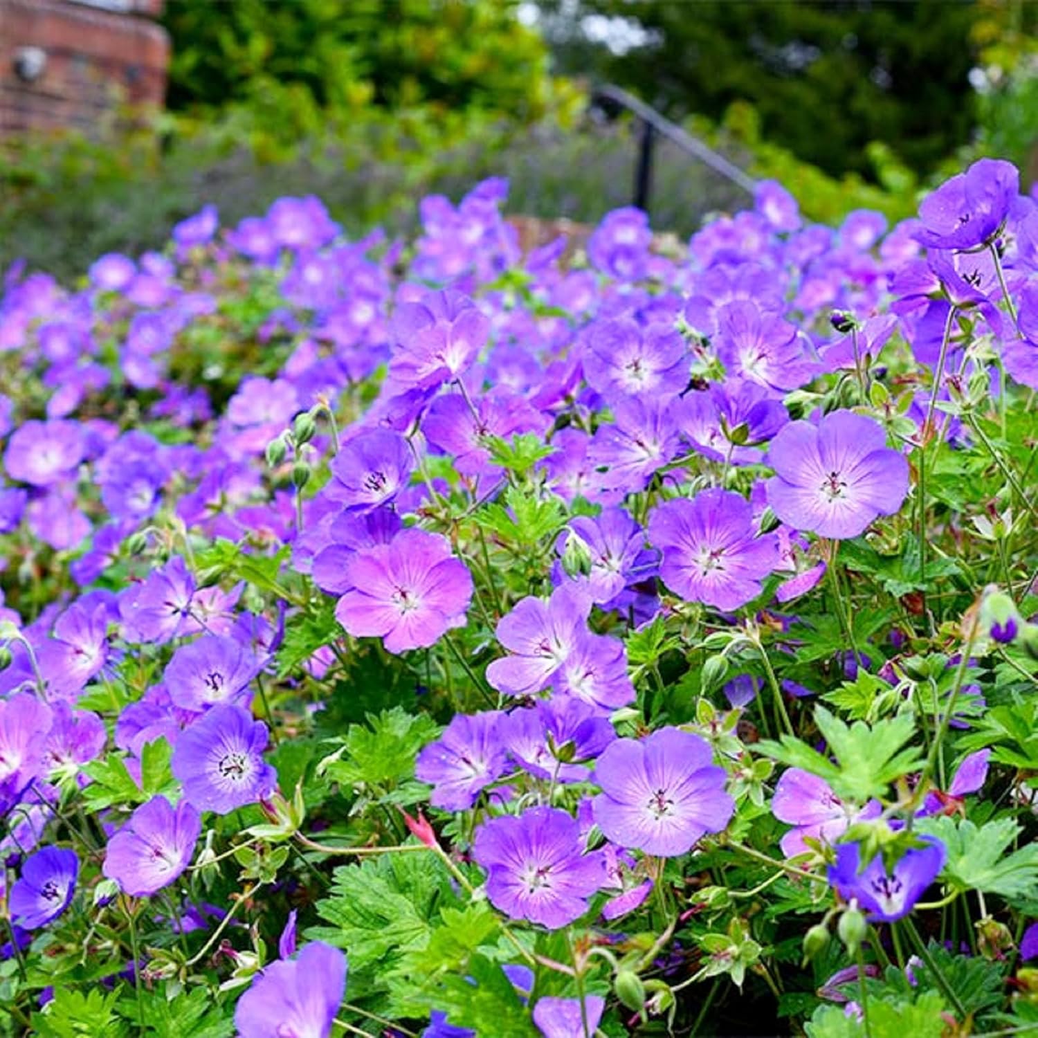 CHUXAY GARDEN Semillas de geranio ‘Rozanne’, 55 piezas de semillas de flores de geranio, resistentes y encantadoras, plantas de flores moradas,