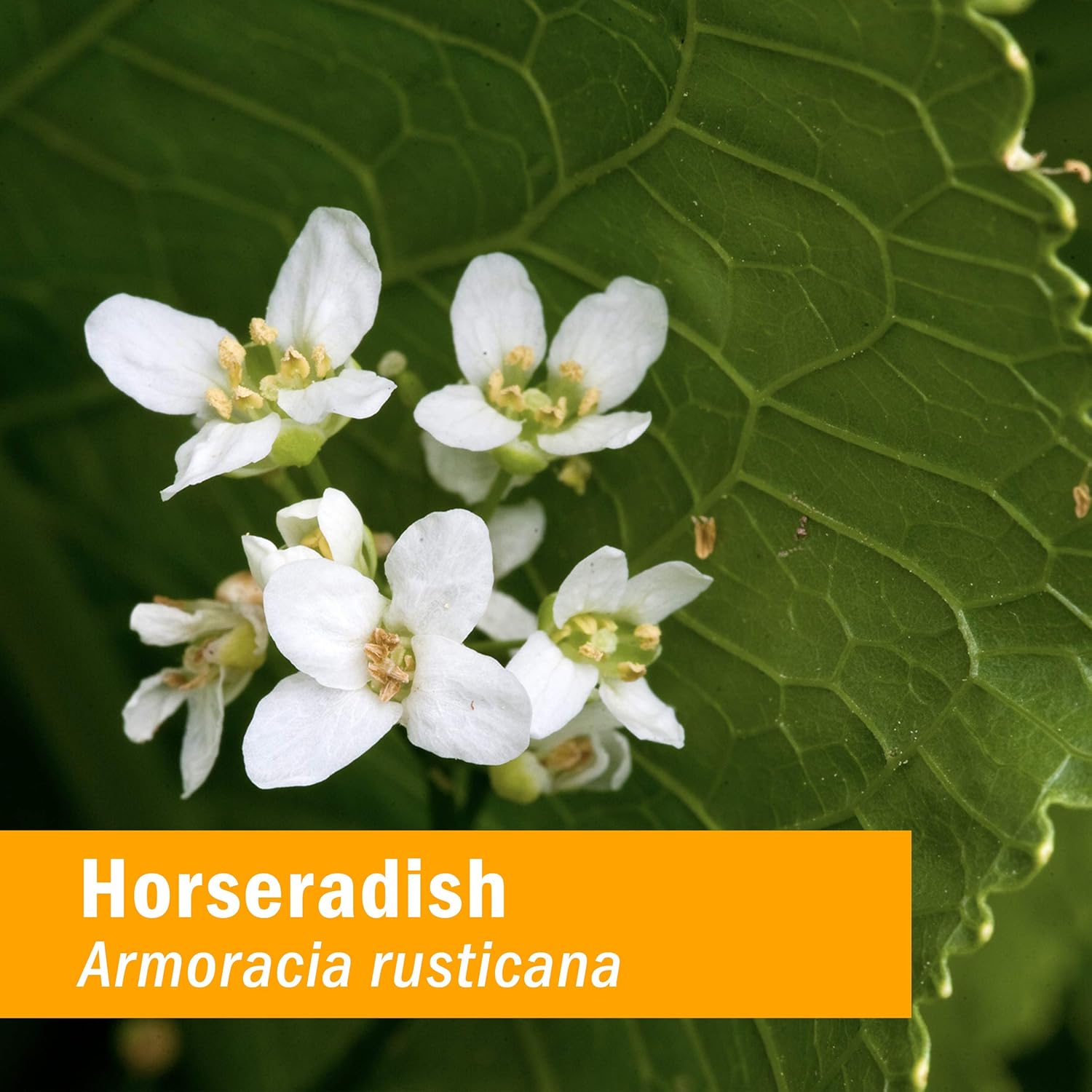 Herb Pharm Extracto líquido de rábano picante orgánico certificado para apoyo del sistema respiratorio – 1 onza (DHRAD01)