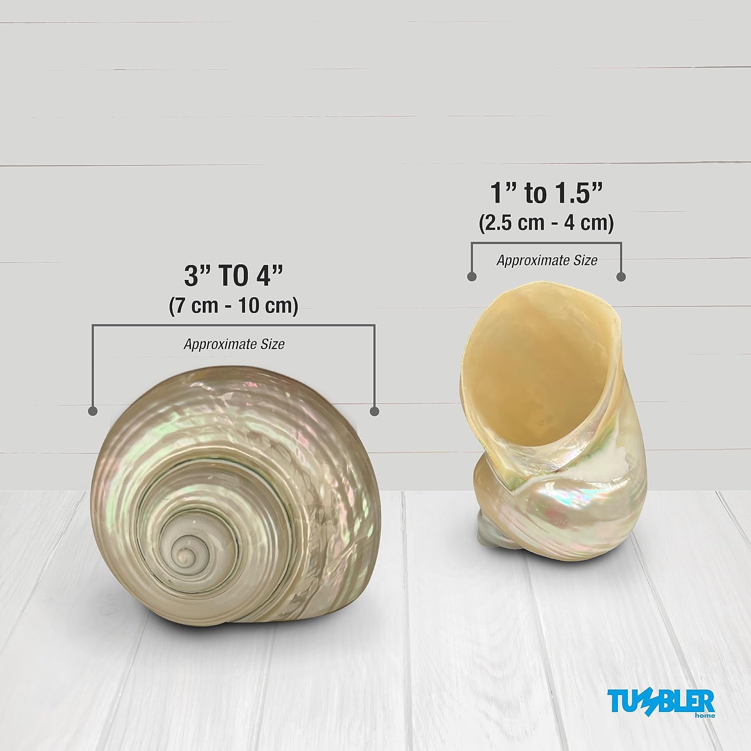 Carcasa turbo grande, conchas marinas de 3 a 4 pulgadas, conchas marinas para decoración, conchas para manualidades, decoración costera del hogar y