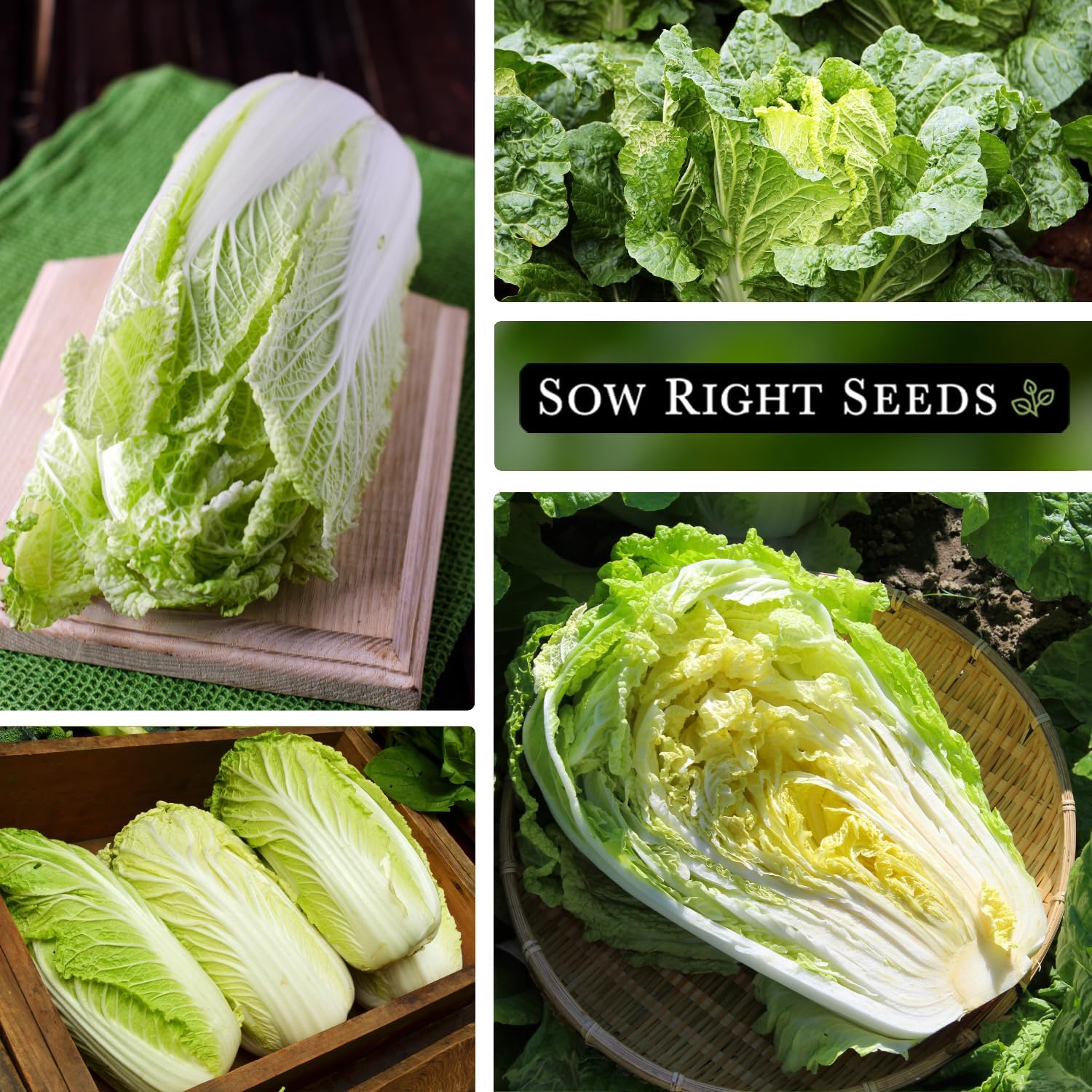 Sow Right Seeds – Semilla de repollo Michihili Napa para plantar – Paquete de reliquia sin OMG con instrucciones para plantar un huerto doméstico al