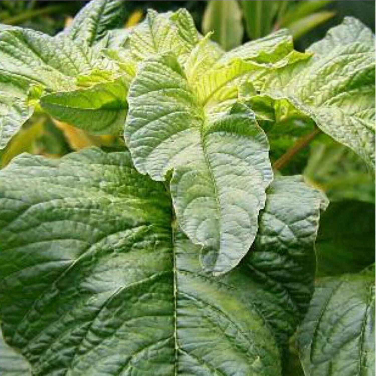 QAUZUY GARDEN 100 semillas de espinaca caribeña de Callaloo (Amaranthus) de primera calidad, semillas vegetales tradicionales sin OMG, nutritivas,