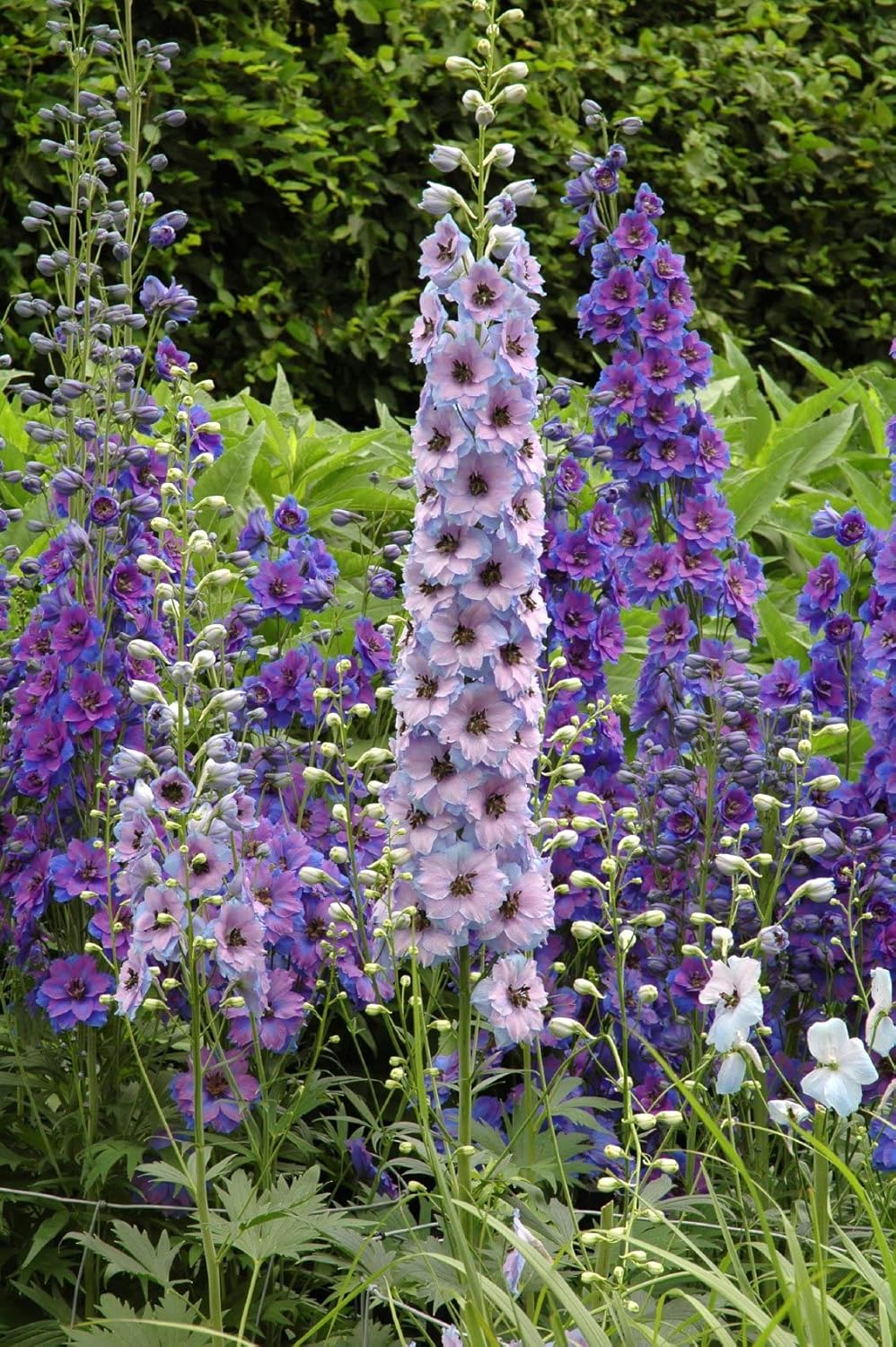 Semillas de flores de Delphinium mixtas – Más de 100 semillas – Cultiva flores silvestres de Delphinium majestuosas – Fabricado en Estados Unidos