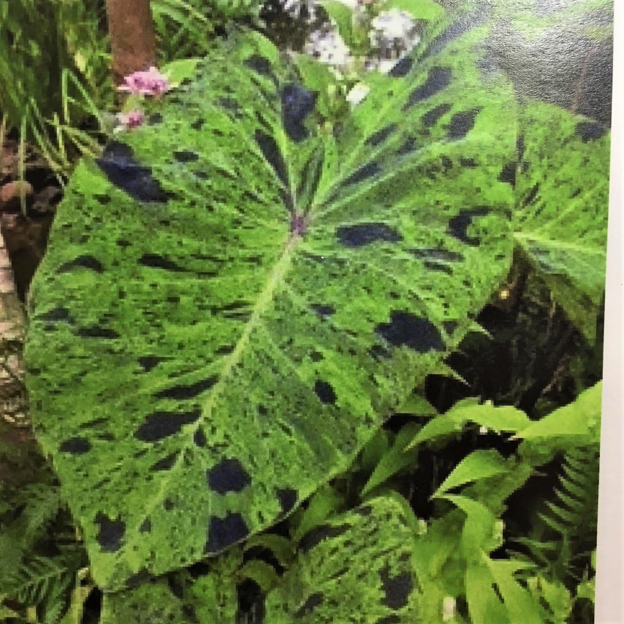 Easy to Grow Colocasia Esculenta ‘Mojito’ – Bombilla de planta (1 unidad)  Taro de oreja de elefante abigarrado verde y morado en jardines