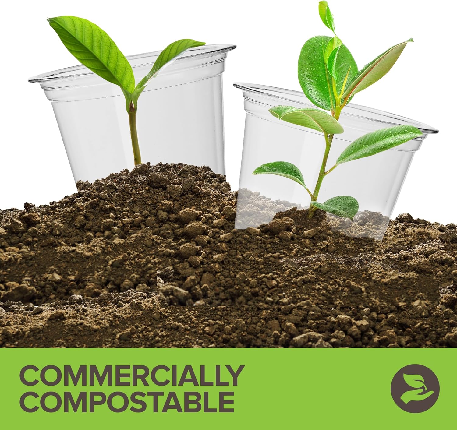 Stock Your Home Vasos fríos transparentes compostables comercialmente de 12 onzas (paquete de 100) vasos ecológicos para fiestas, respetuosos con el