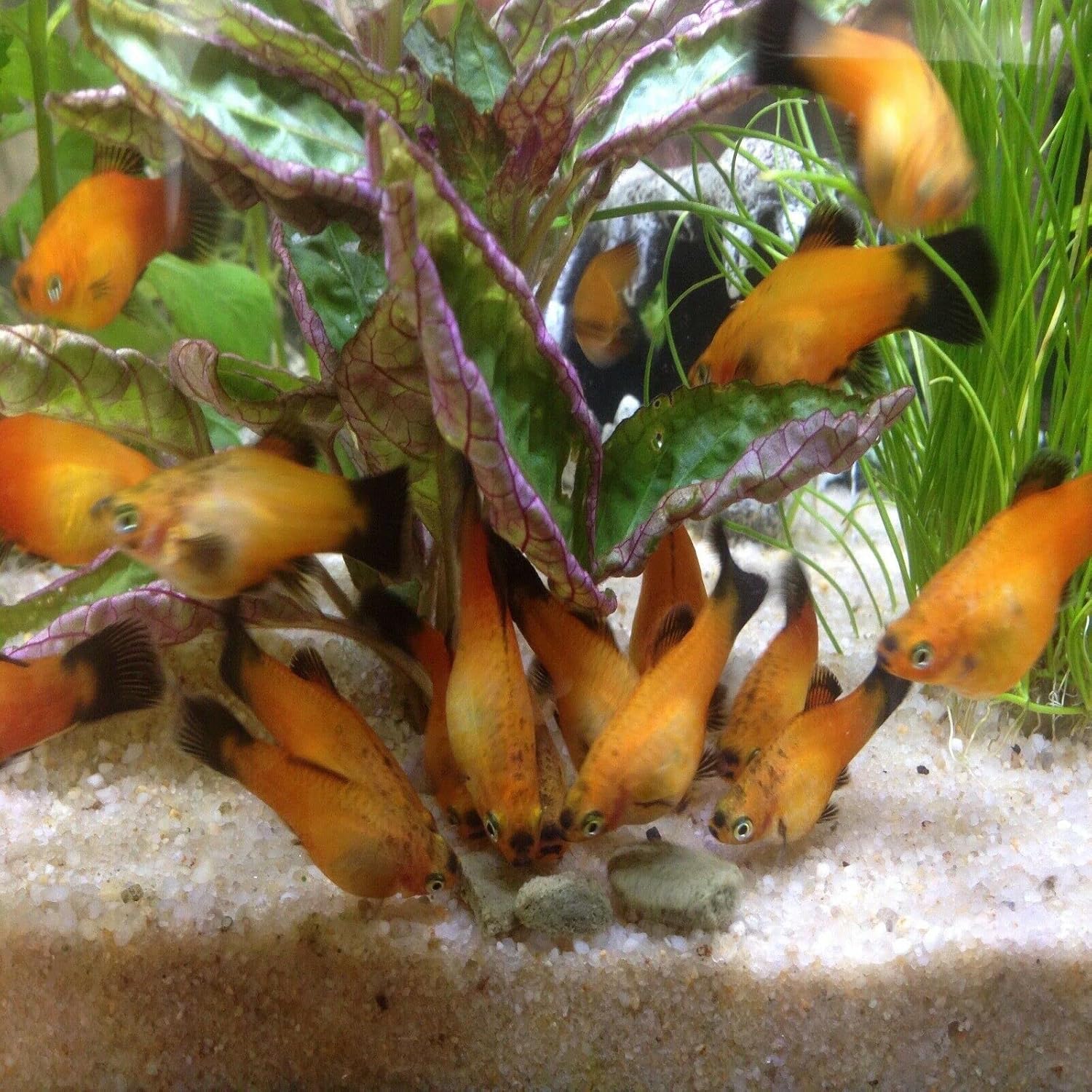 Aquatic Foods Inc. Hundimiento de 0.709 in – 34″ obleas de espirulina, algas, para peces de fondo, plecos, camarones, caracoles, cangrejos de río,
