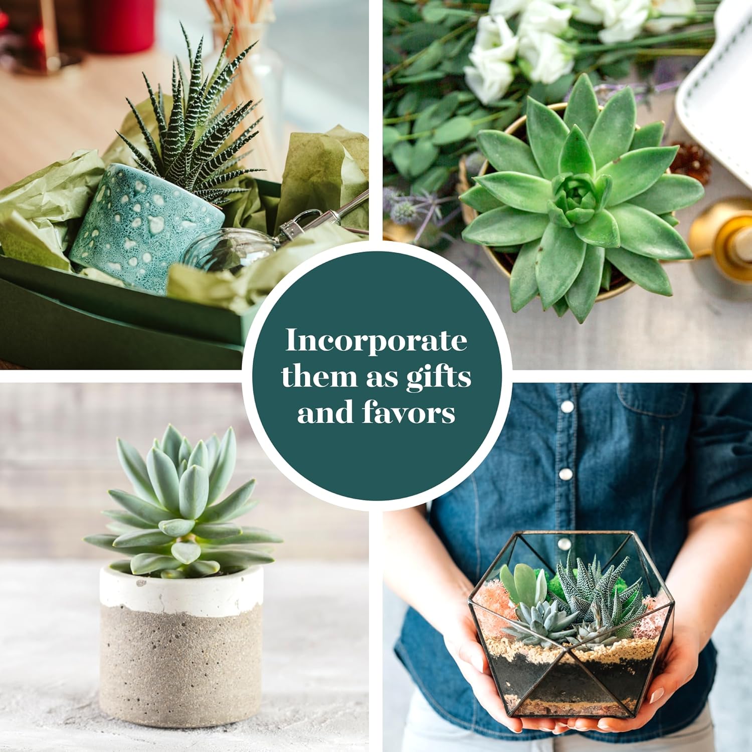 Shop Succulents Colección de plantas suculentas azules y verdes, mini plantas suculentas vivas, bajo mantenimiento, mezcla de texturas, recuerdos de