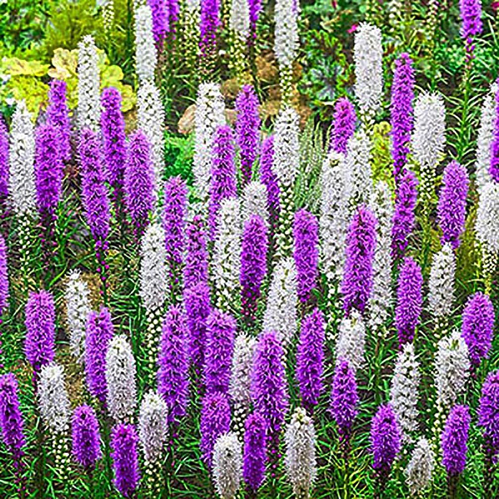 White Liatris Spicata – 10 bombillas – Estrella ardiente