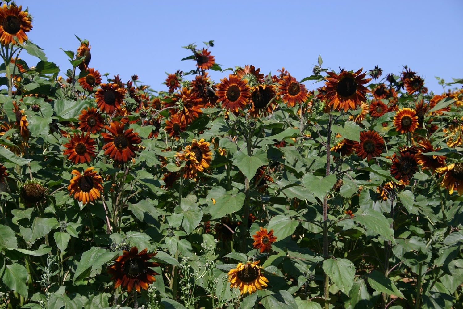 Velvet Queen Mix – Semillas de girasol para plantar, más de 50 semillas por paquete, semillas de jardín de Isla (semillas de jardín de Isla),
