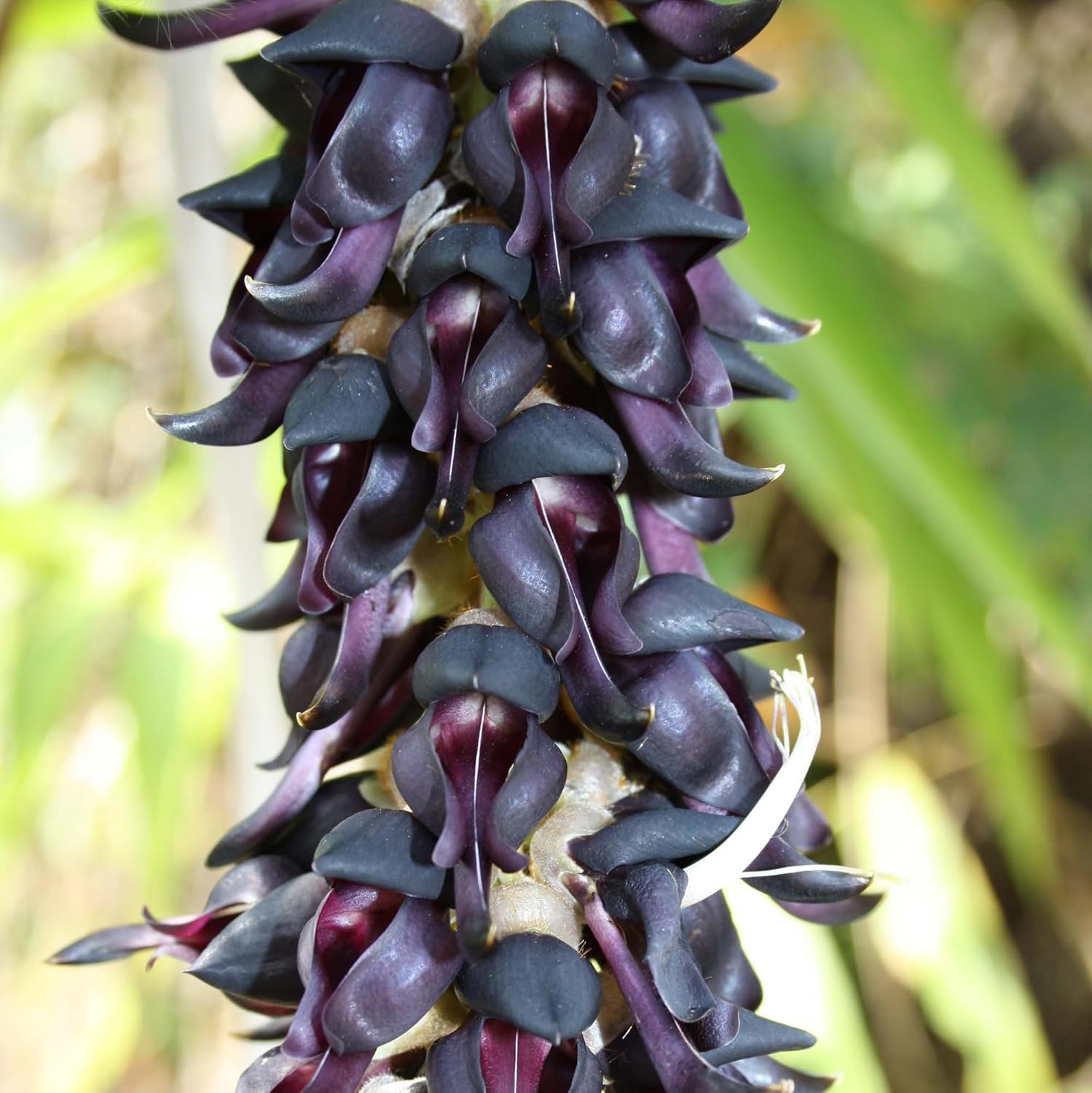 CHUXAY GARDEN Semillas de frijol de terciopelo, 60 semillas de reliquia, mucuna pruriens, planta comestible, orgánica, vegetal, anual, arbusto