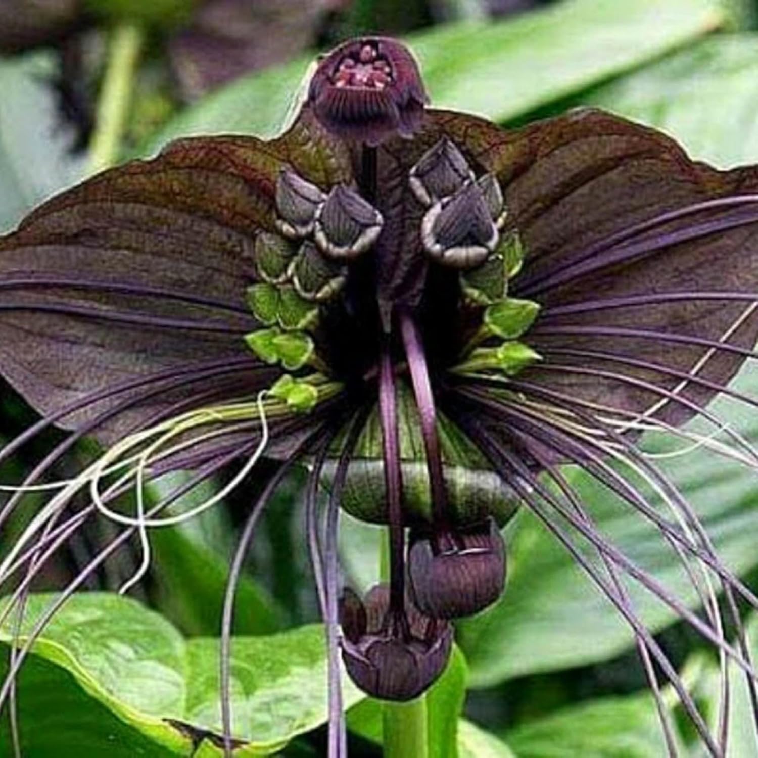 CHUXAY GARDEN Semilla de murciélago negro, 5 semillas, flor del diablo, planta ornamental, atrae mariposas y abejas, encanto exótico, extremadamente