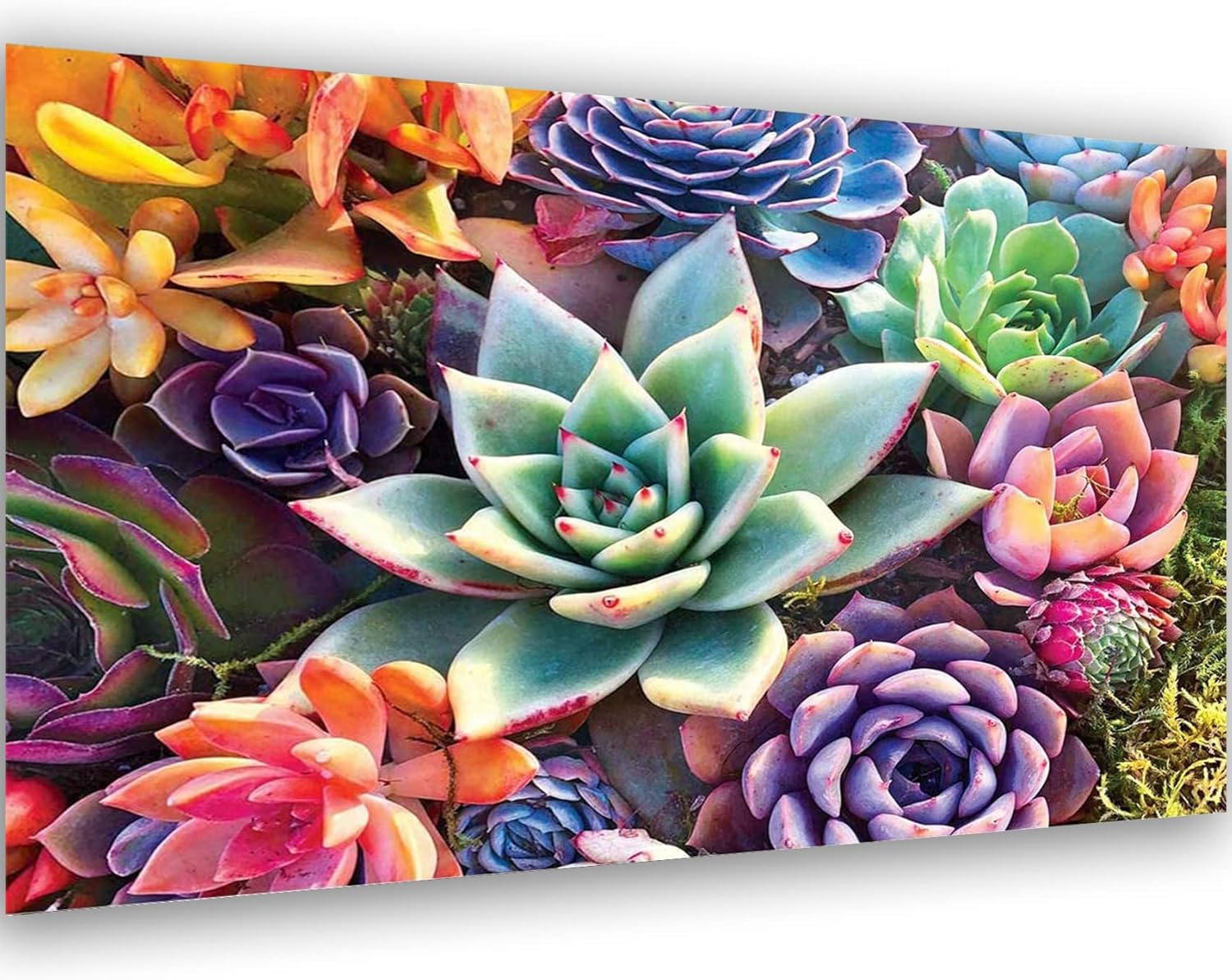 Aestalrcus Pintura por números grande para adultos, suculenta acrílica para adultos, kits de pintura por números sobre lienzo, 16 x 24 pulgadas,