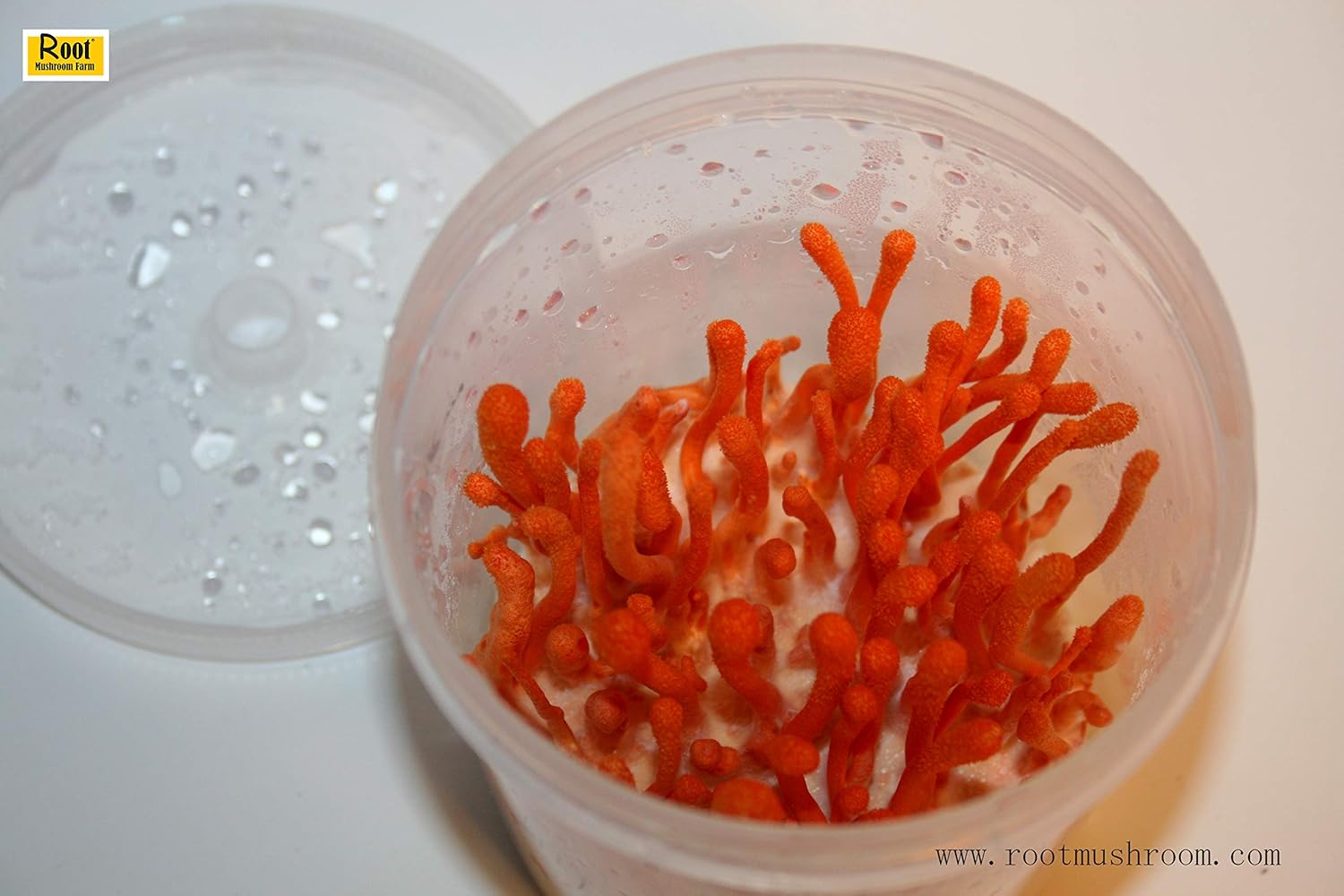 Root mushroom Farm- Cultivos líquidos de hongos Más 30 cepas disponibles.