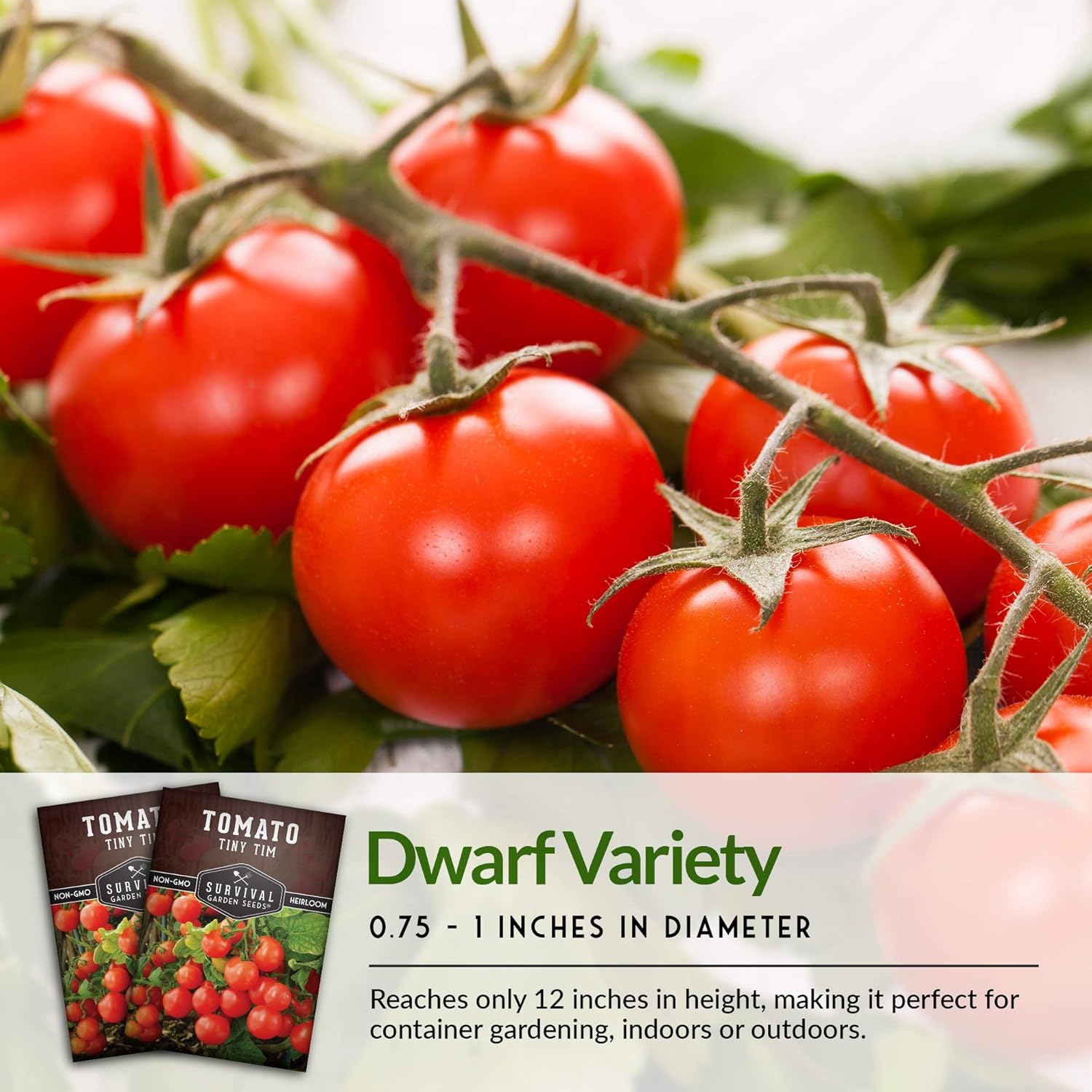 Survival Garden Seeds – Tiny Tim Semilla de tomate para plantar – Paquete con instrucciones para plantar y cultivar tomates pequeños en tu huerto