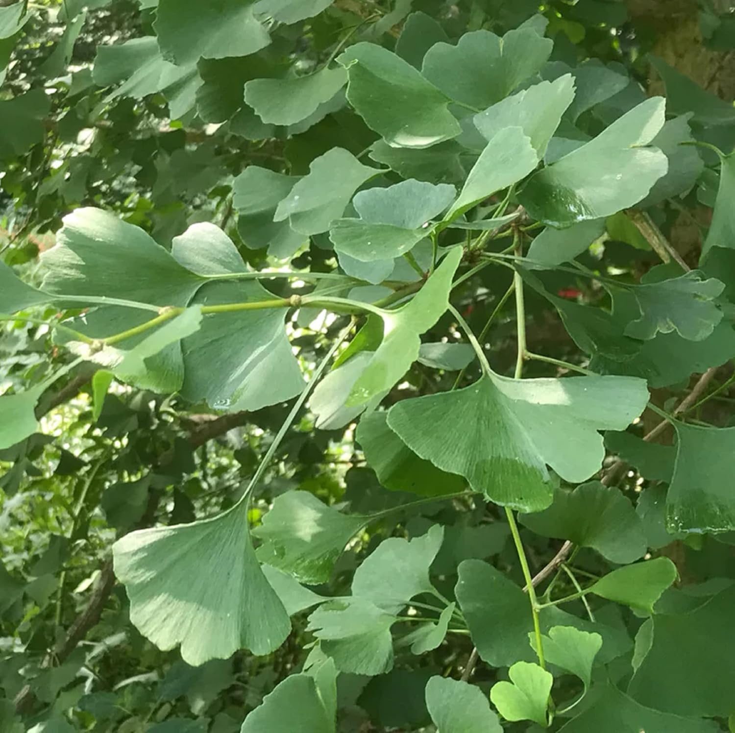 CHUXAY GARDEN Semillas de Ginkgo Biloba, 10 semillas, árbol de ginkgo, pantalla de privacidad, árbol de hoja caduca comestible