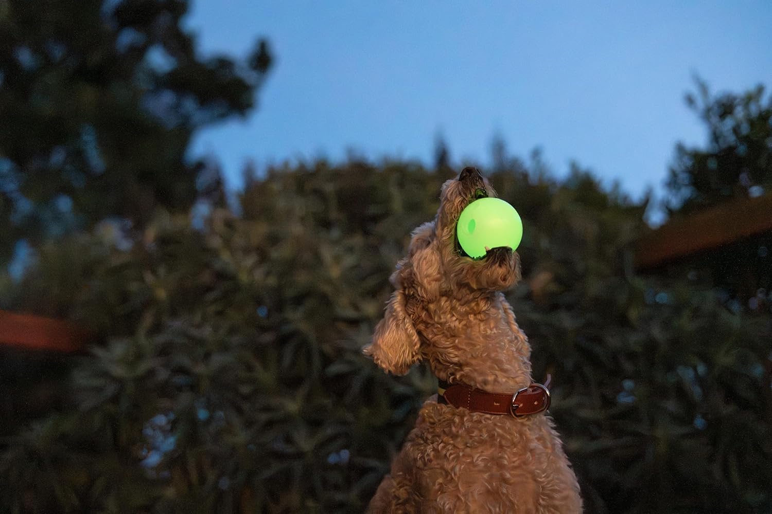 Harry Barker Bolas de goma y palo de goma para masticar, hueso de goma para perros, bolas brillantes de 2.5 pulgadas