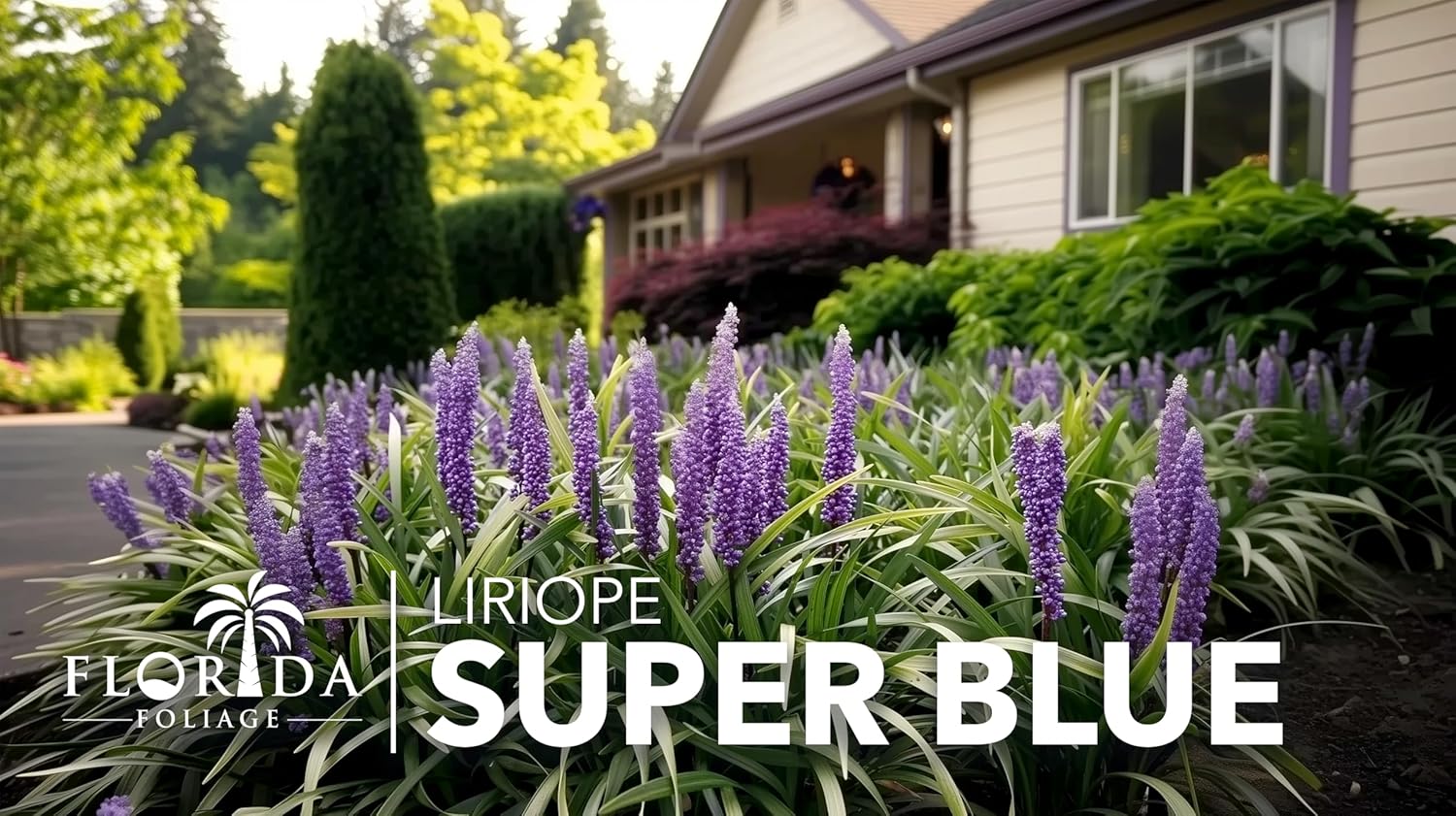 Super Blue Liriope Muscari  Planta de 1 galón grande  Hierba ornamental tolerante a la sequía