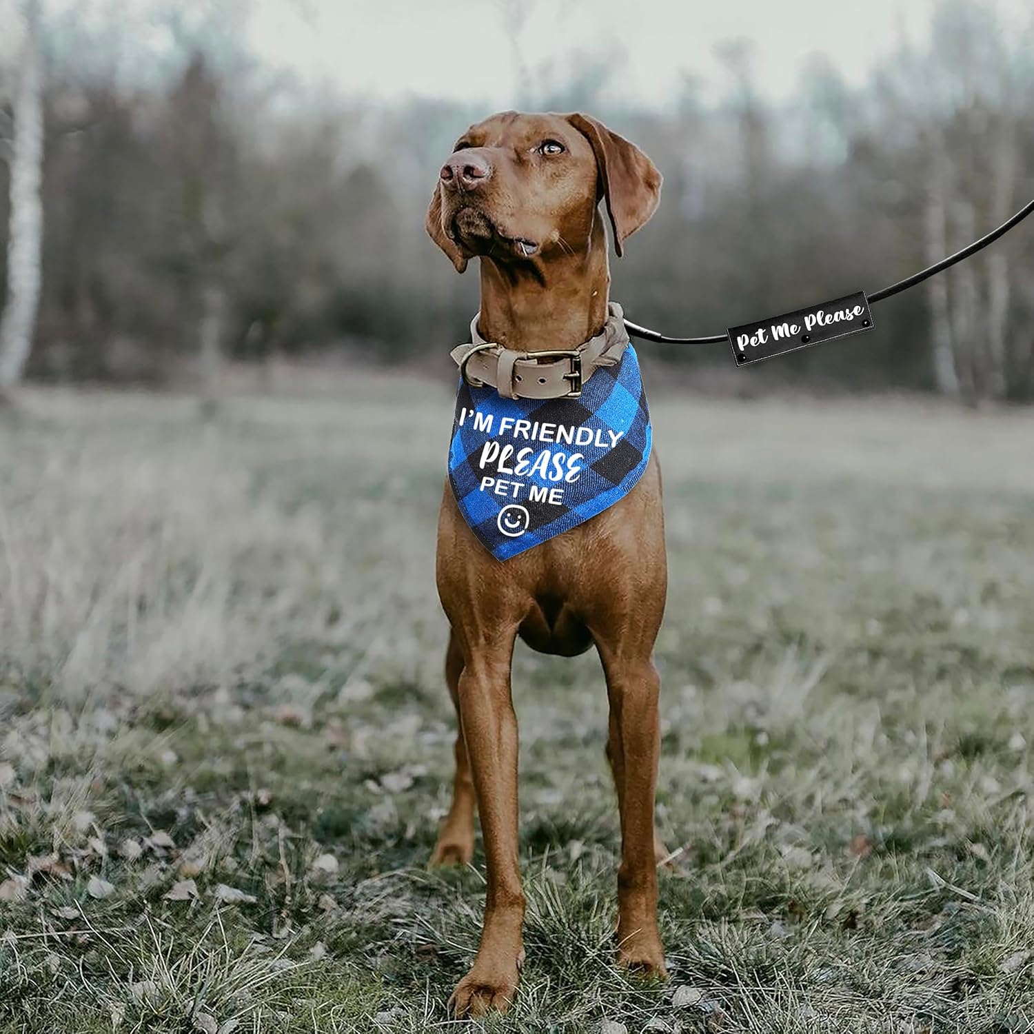 2 unidades de bandana a cuadros azul y negro con Pet Me Please Dog Black Strap Wrap para amantes de los perros, dueño, regalo de cumpleaños de