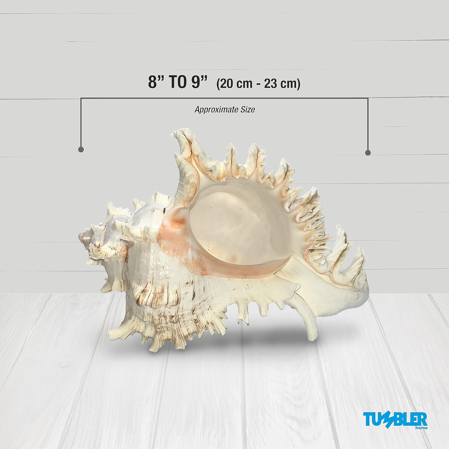 Murex Shell, conchas marinas para decoración, conchas marinas grandes, conchas grandes reales para decoración de habitaciones playeras, soportes