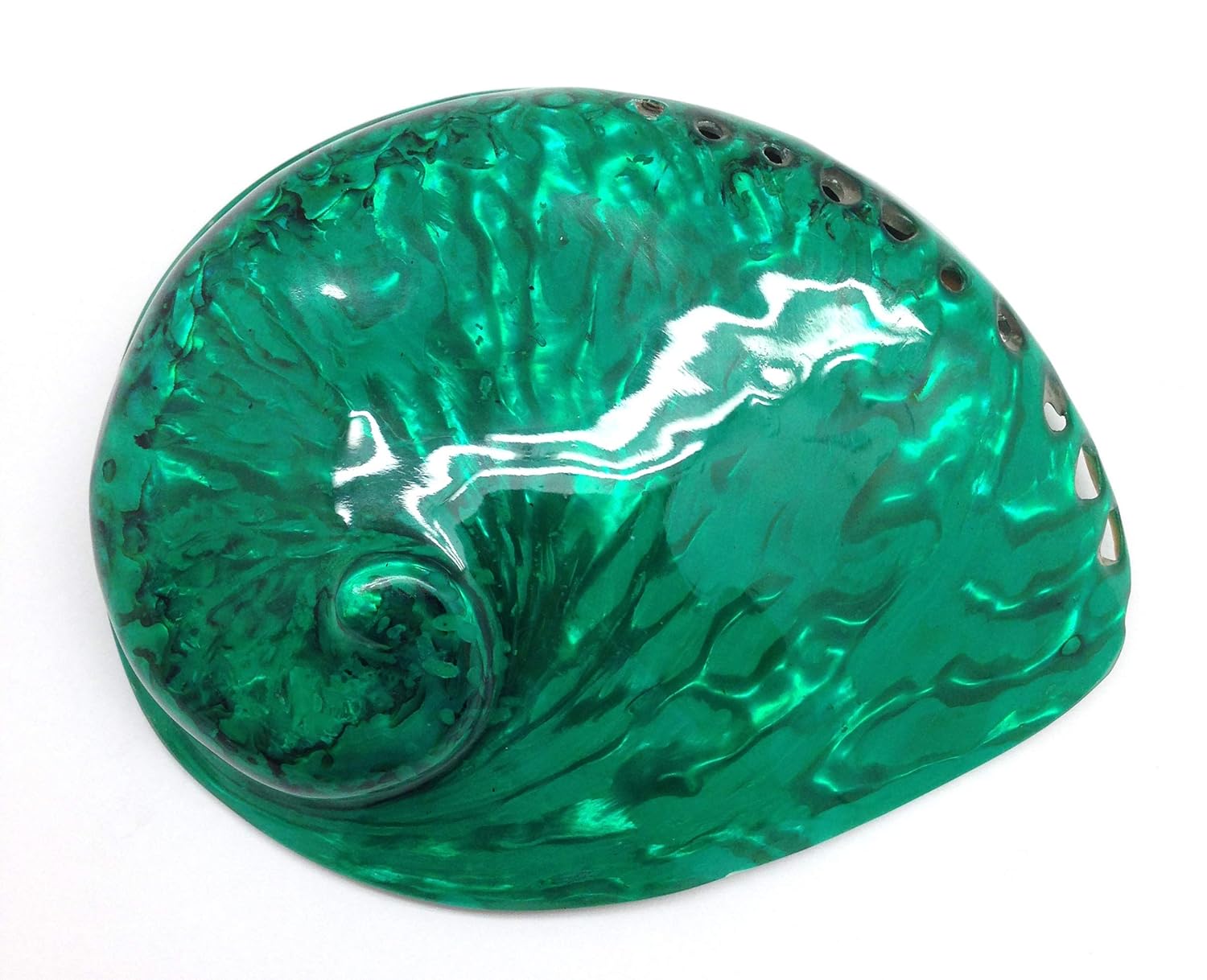 PEPPERLONELY 1 unidad de conchas marinas de abulón Midas verde esmeralda brillante pulidas para decoración y exhibición del hogar, 5 pulgadas  6