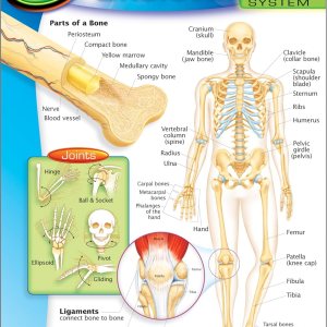 Tabla de aprendizaje del cuerpo humano-sistema esquelético Tabla de aprendizaje del cuerpo humano-sistema esquelético