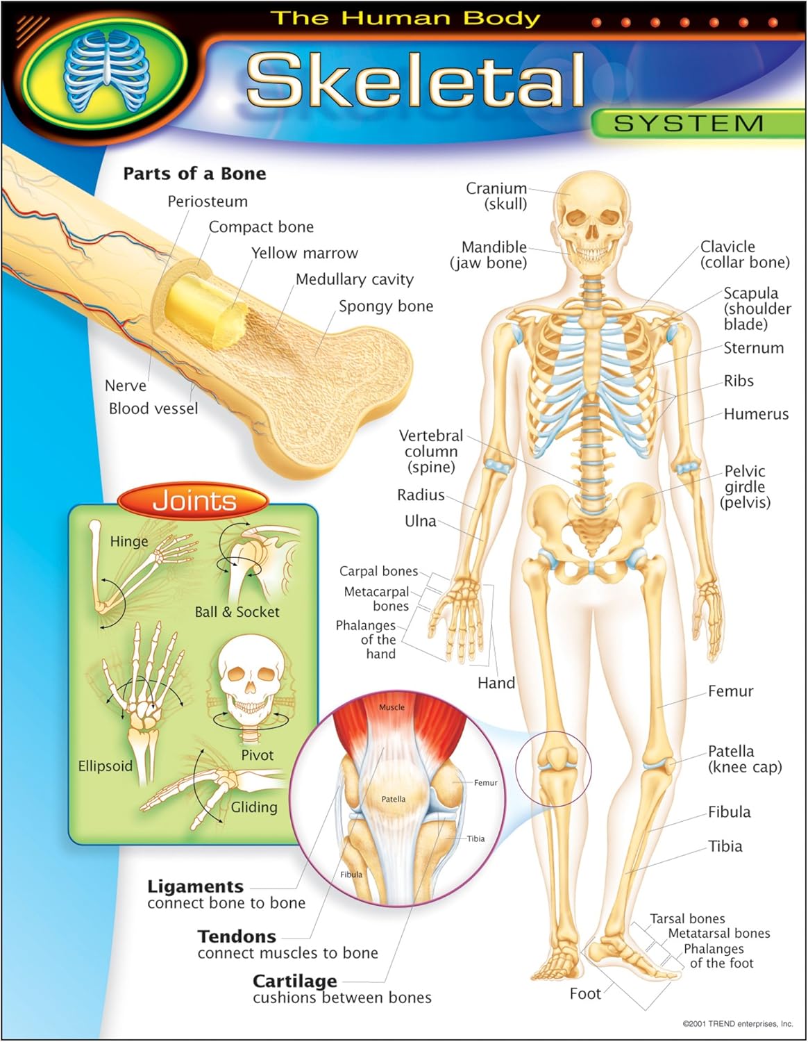 Tabla de aprendizaje del cuerpo humano-sistema esquelético