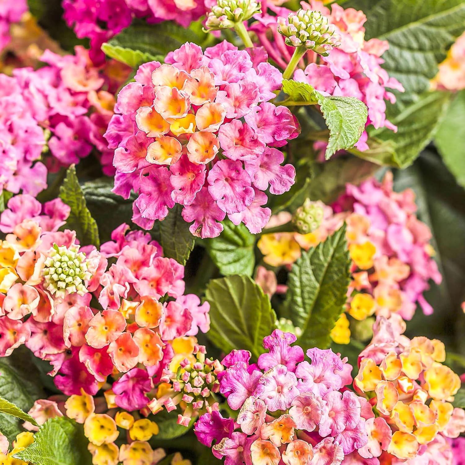 Más de 250 semillas perennes de Lantana coloridas para plantar al aire libre, semillas de flores de Lantana Camara