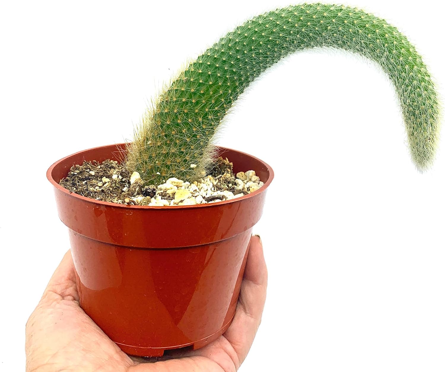 Cactus de cola de mono de 4 pulgadas (Cleistocactus Colademonis) – Fácil de cultivar en interioresexteriores, luz solar indirecta. Suelo bien