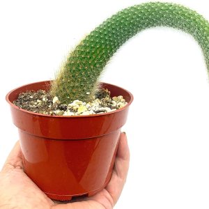 Cactus de cola de mono de 4 pulgadas (Cleistocactus Colademonis) – Fácil de cultivar en interioresexteriores, luz solar indirecta. Suelo bien Cactus de cola de mono de 4 pulgadas (Cleistocactus Colademonis) – Fácil de cultivar en interioresexteriores, luz solar indirecta. Suelo bien