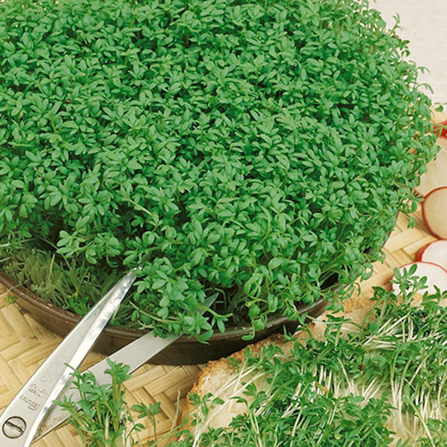 QAUZUY GARDEN 600 semillas de berro de jardín de primera calidad (berro rizado) semillas de mostaza y berro, semillas de verduras tradicionales sin