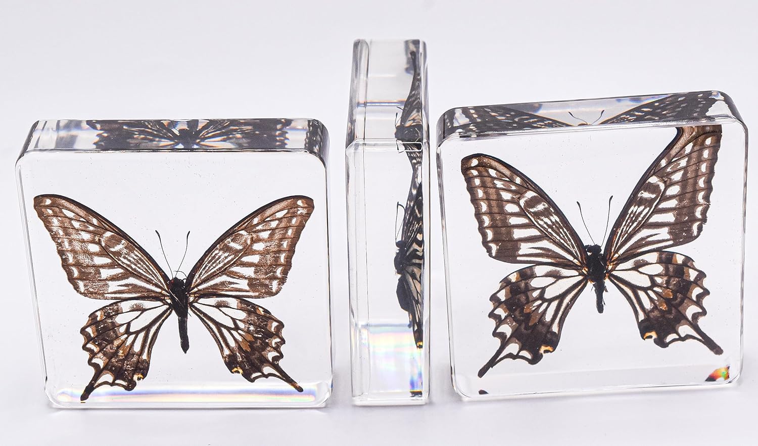 Mariposa de cola de golondrina real de 2.953 in en resina de lucita cristalina, colección de manualidades de taxidermia preservada para biología,