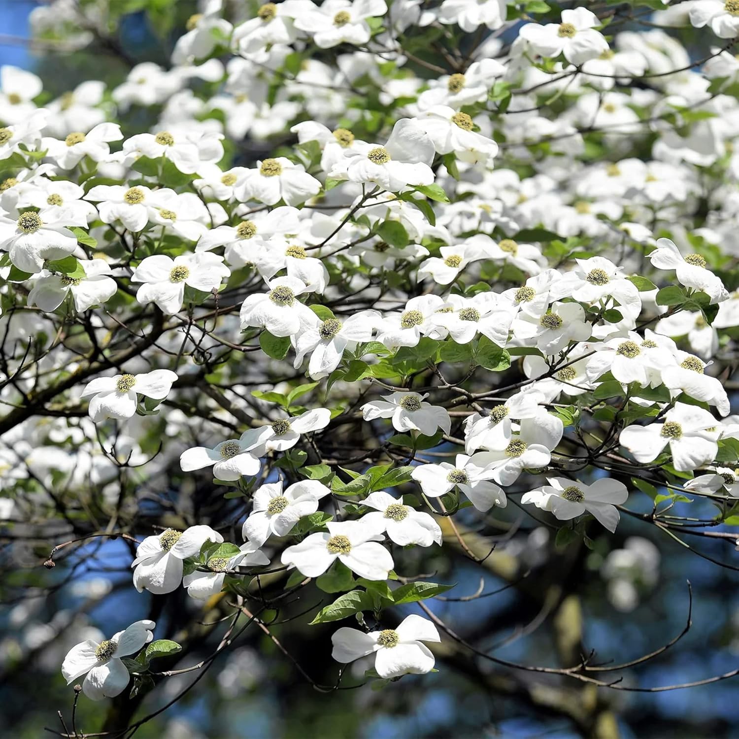 QAUZUY GARDEN 20 Cornejo blanco florecienteCornel Cornelian TreeCornus FloridaCornejo de Florida AmericanaSemillas de boj falsas llamativas y