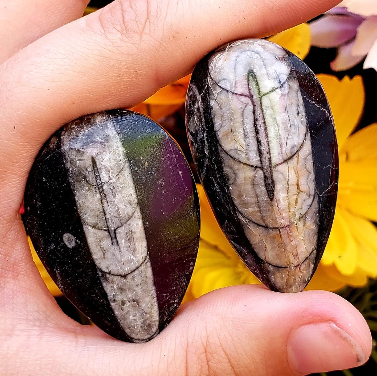 Orthoceras – Espécimen de piedra fósil natural de reiki curativo metafísico de cristal de chakras, juego de 2 piezas, transparente