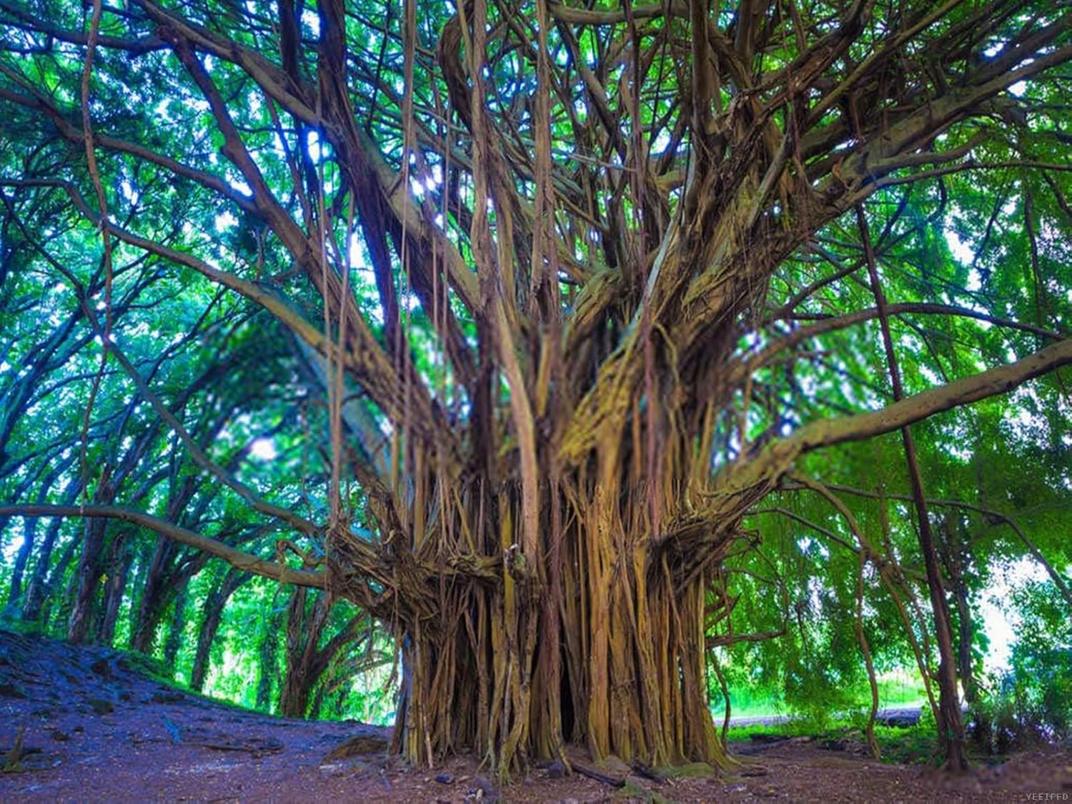 YEEIFFD Kit de numeración de pintura 5D para bricolaje, árbol, Banyan, Hawaii, Maui, Kauai, paisaje, naturaleza, al aire libre, 12 x 16 pulgadas,