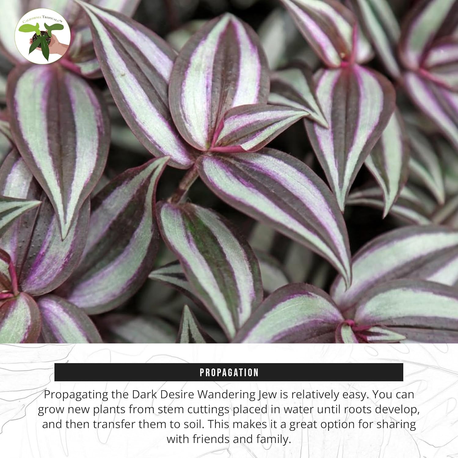 California Tropicals Dark Desire Tradescantia – Plantas de interior únicas de esquina para una fácil purificación del aire en interiores, jardines y
